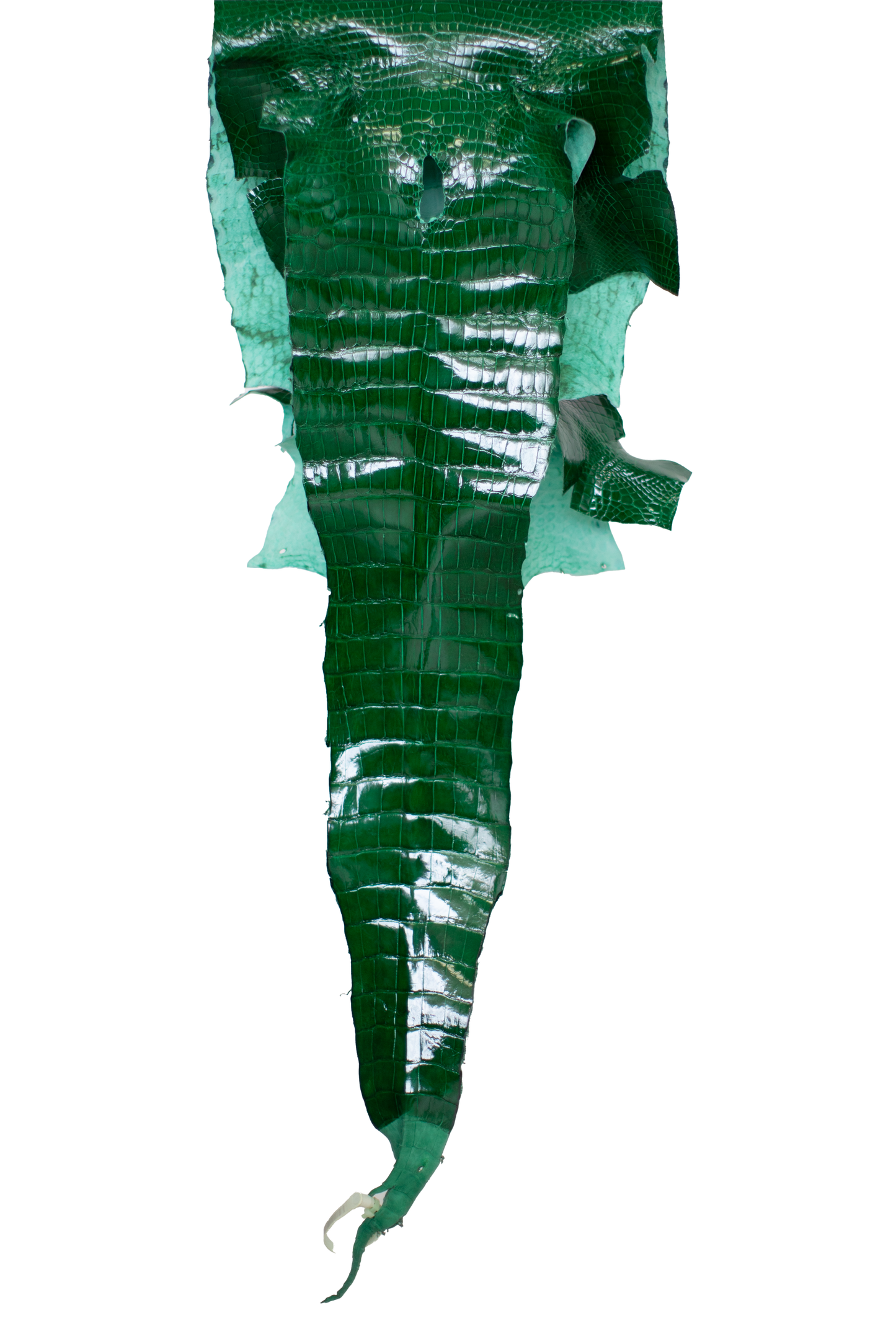 37 cm Grade 3/4 Kelly Green Glazed Farm Raised American Alligator Leather - Tag: LA23-0000422