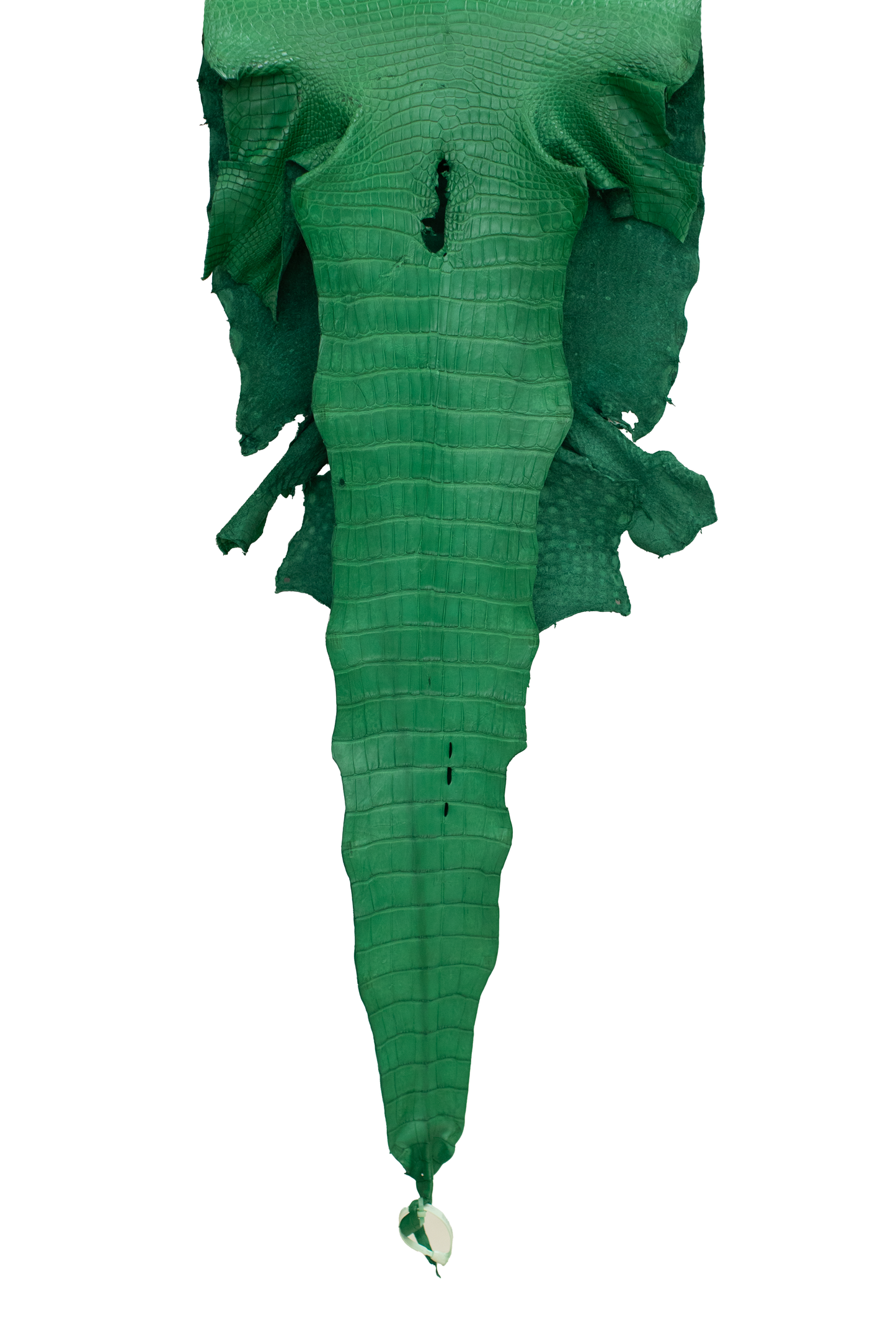44 cm Grade 3/4 Kelly Green Matte Wild American Alligator Leather - Tag: LA23-0003497
