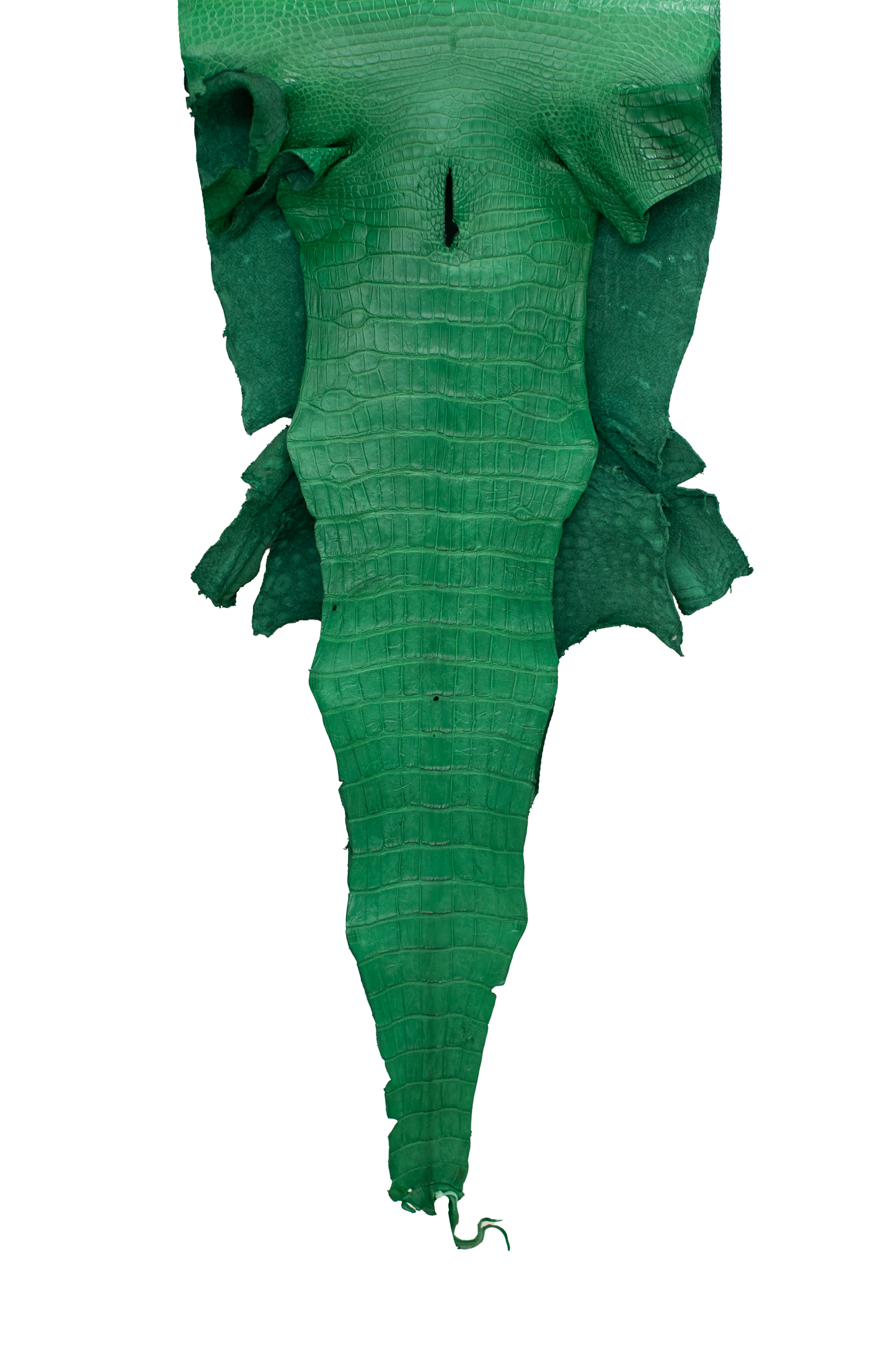 46 cm Grade 3/4 Kelly Green Matte Wild American Alligator Leather - Tag: LA23-0006441