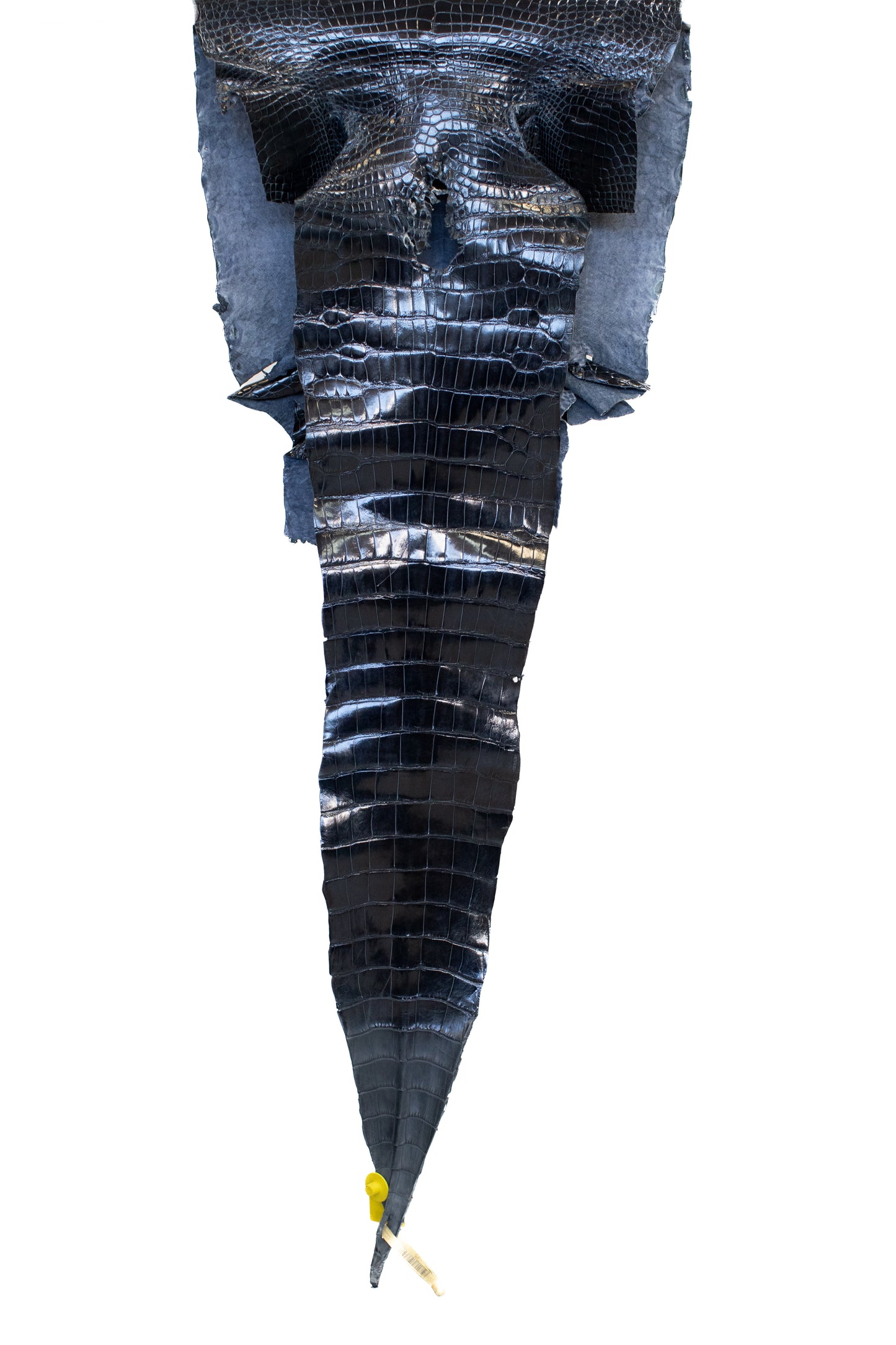 45 cm Grade 1/2 Navy Blue Glazed Wild American Alligator Leather - Tag: LA16-0016558