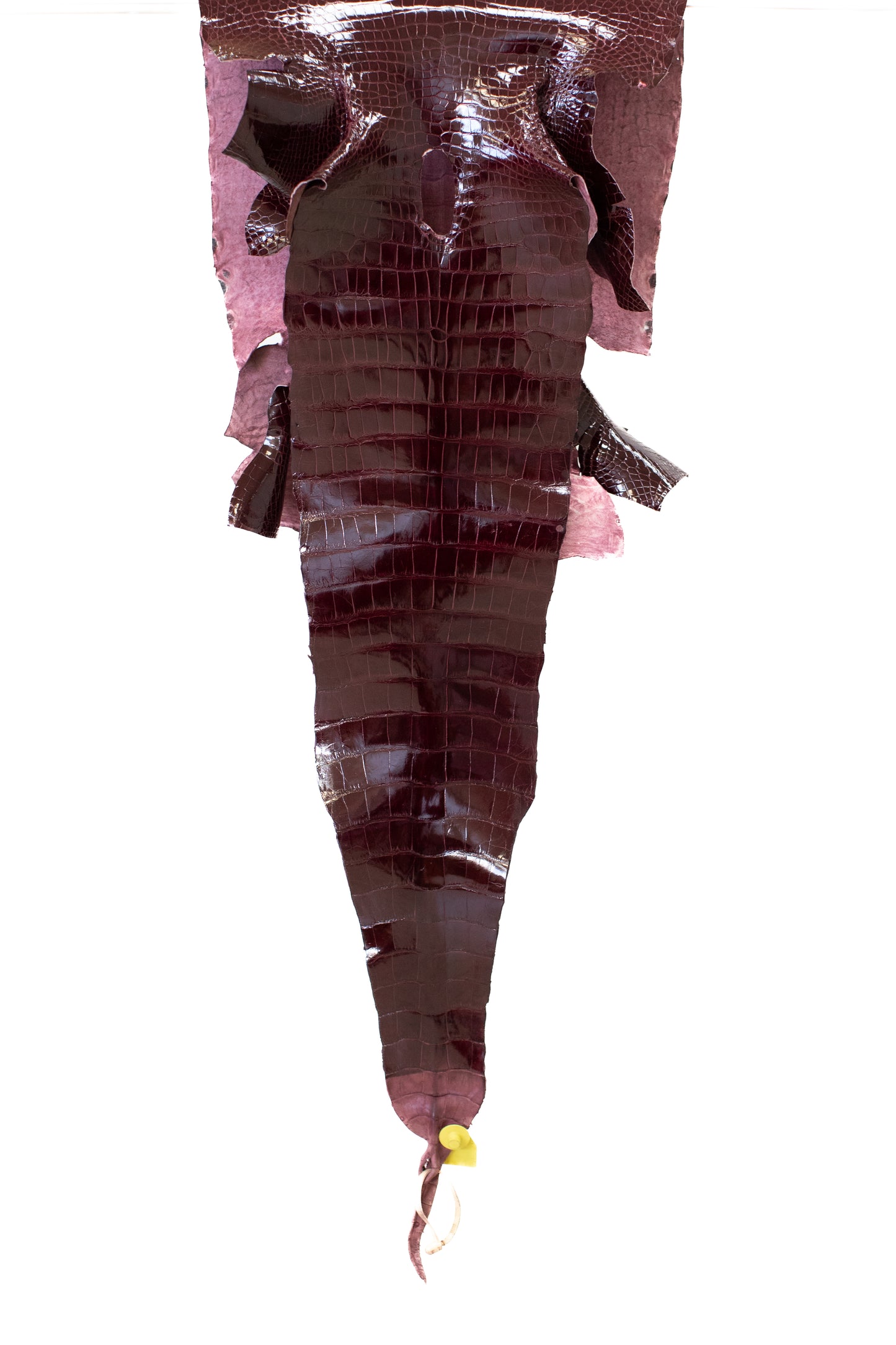 44 cm Grade 2/3 Burgundy Glazed Wild American Alligator Leather - Tag: LA16-0016931