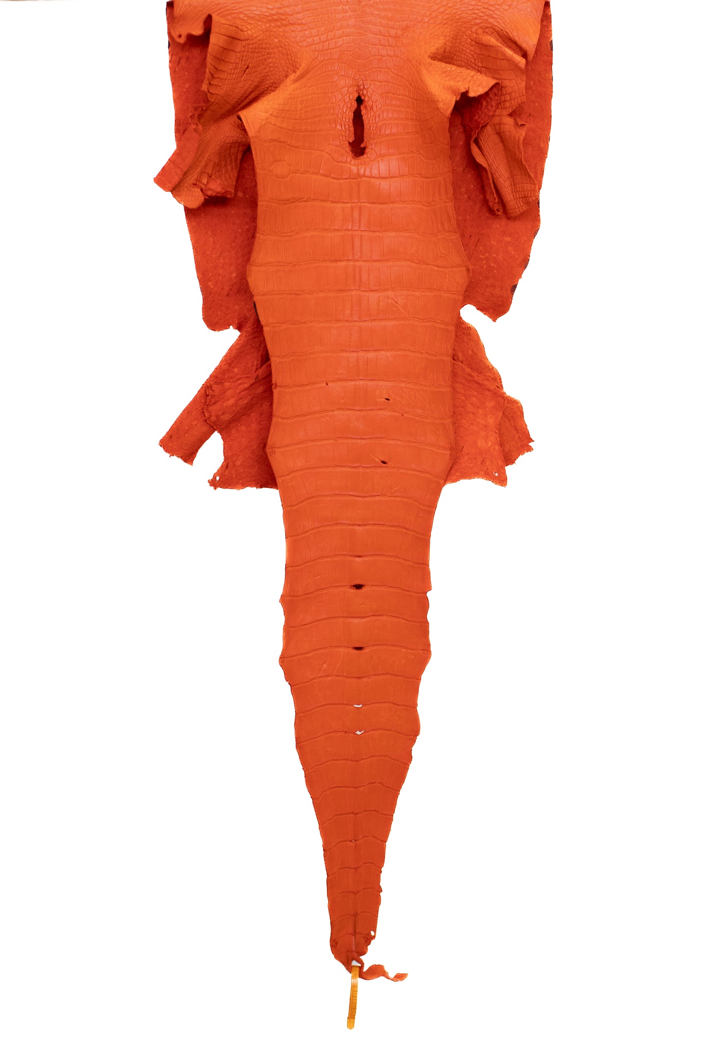 46 cm Grade 2/3 Orange Matte Wild American Alligator Leather - Tag: LA22-0018174