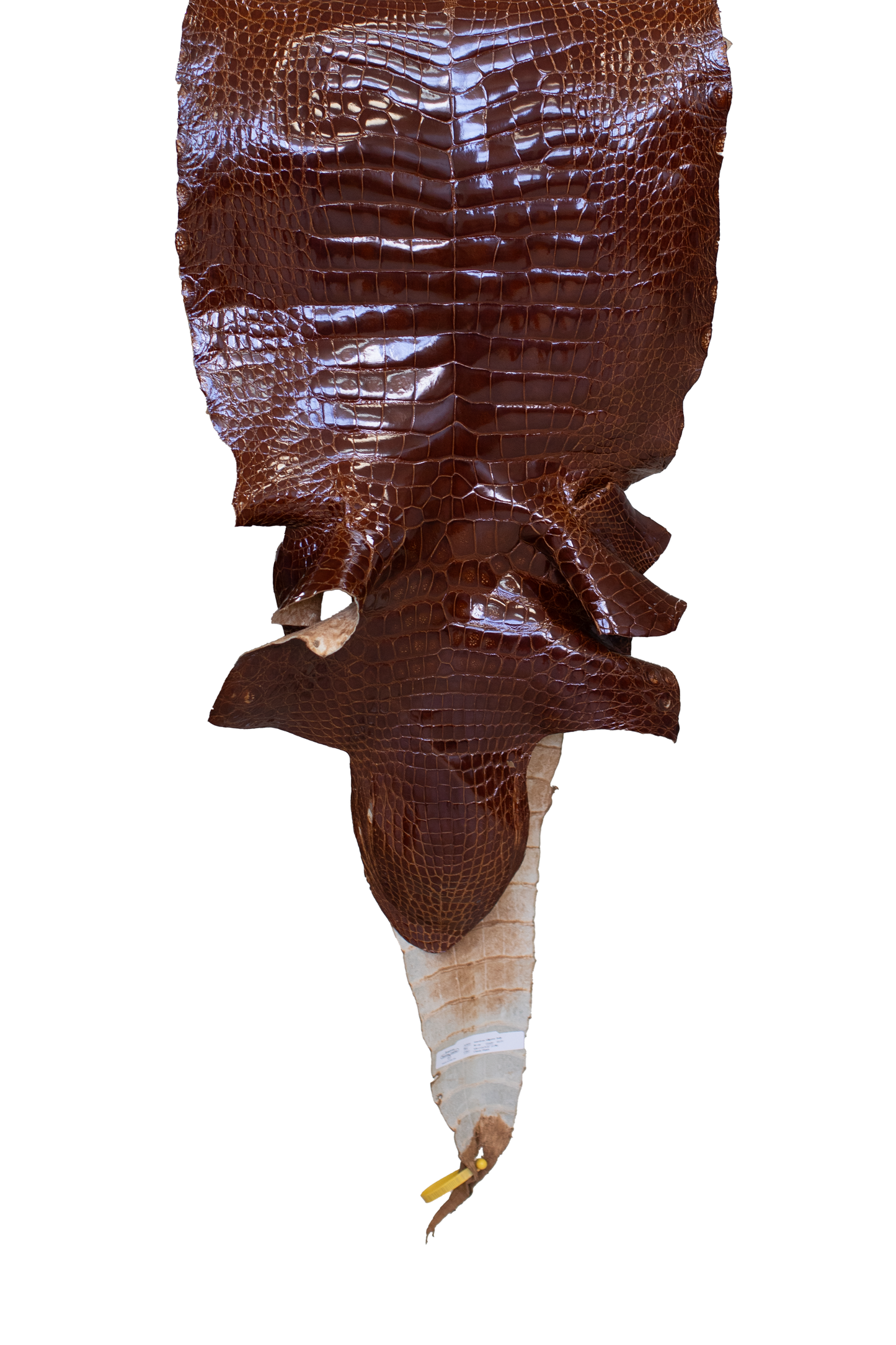 50 cm Grade 4/5 MS Cognac Glazed Wild American Alligator Leather - Tag: LA22-0021484