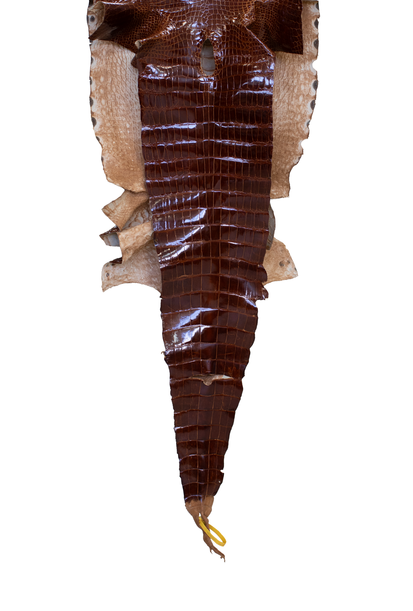 50 cm Grade 4/5 MS Cognac Glazed Wild American Alligator Leather - Tag: LA22-0021484