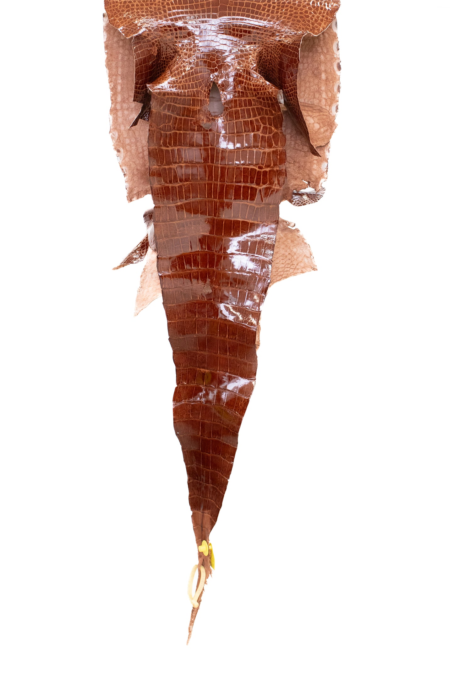 43 cm Grade 2/3 MS Gold Glazed Wild American Alligator Leather - Tag: LA16-0023127