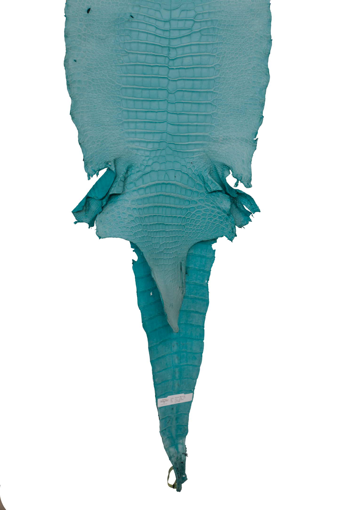 44 cm Grade 2/3 Aqua Matte Wild American Alligator Leather - Tag: LA16-0024836