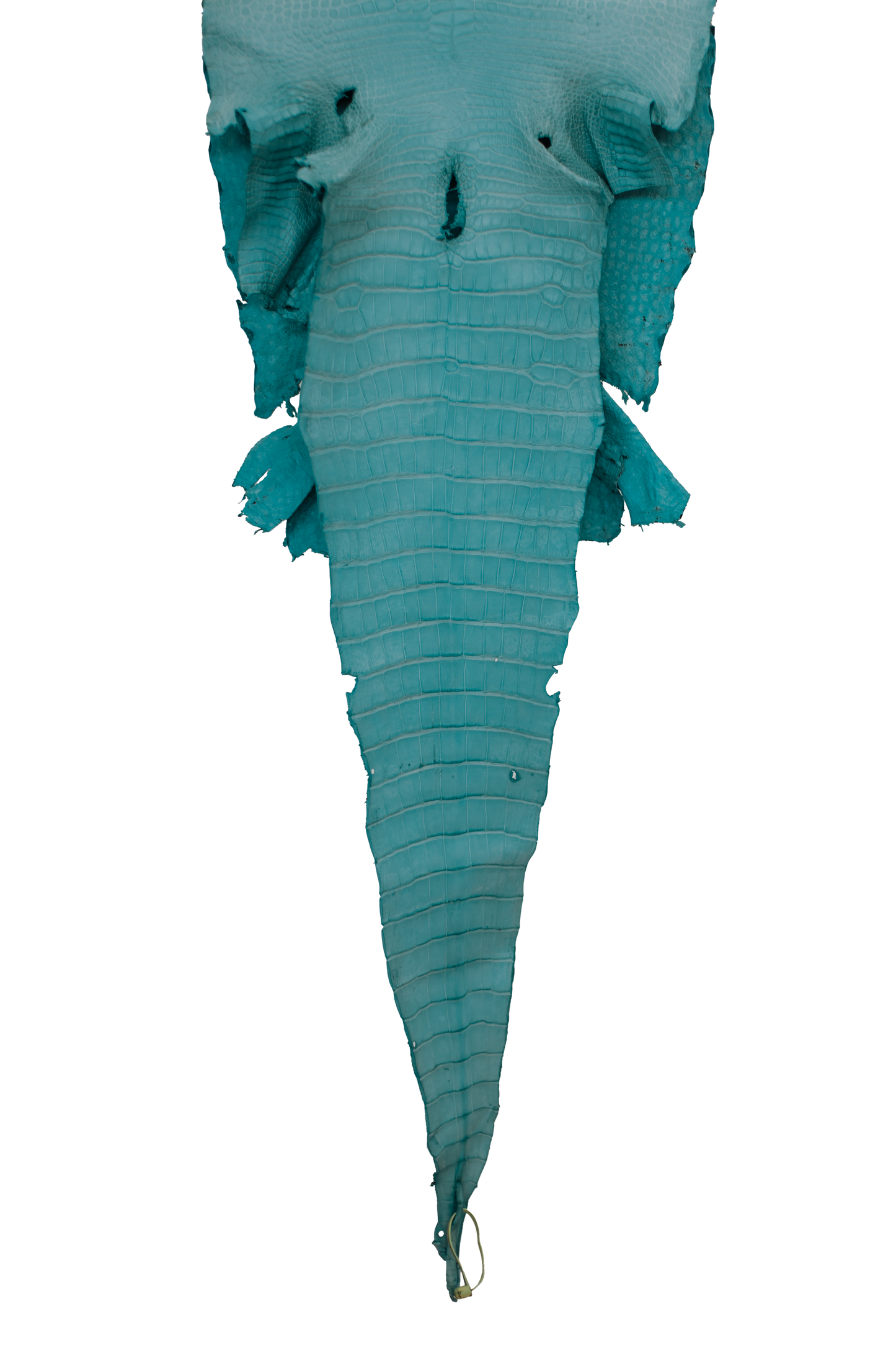 44 cm Grade 2/3 Aqua Matte Wild American Alligator Leather - Tag: LA16-0024836