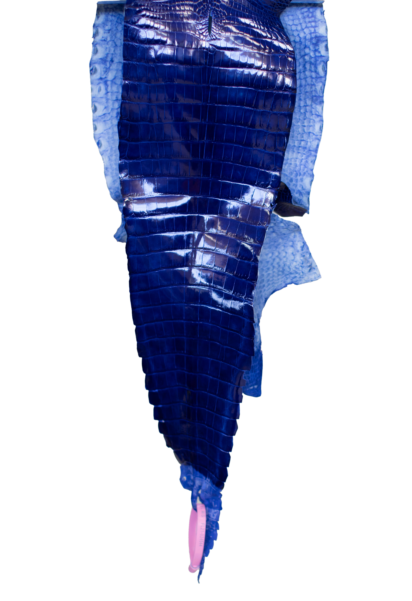 24 cm Grade 3/4 Royal Blue Glazed Farm Raised American Alligator Leather - Tag: FL21-0024544