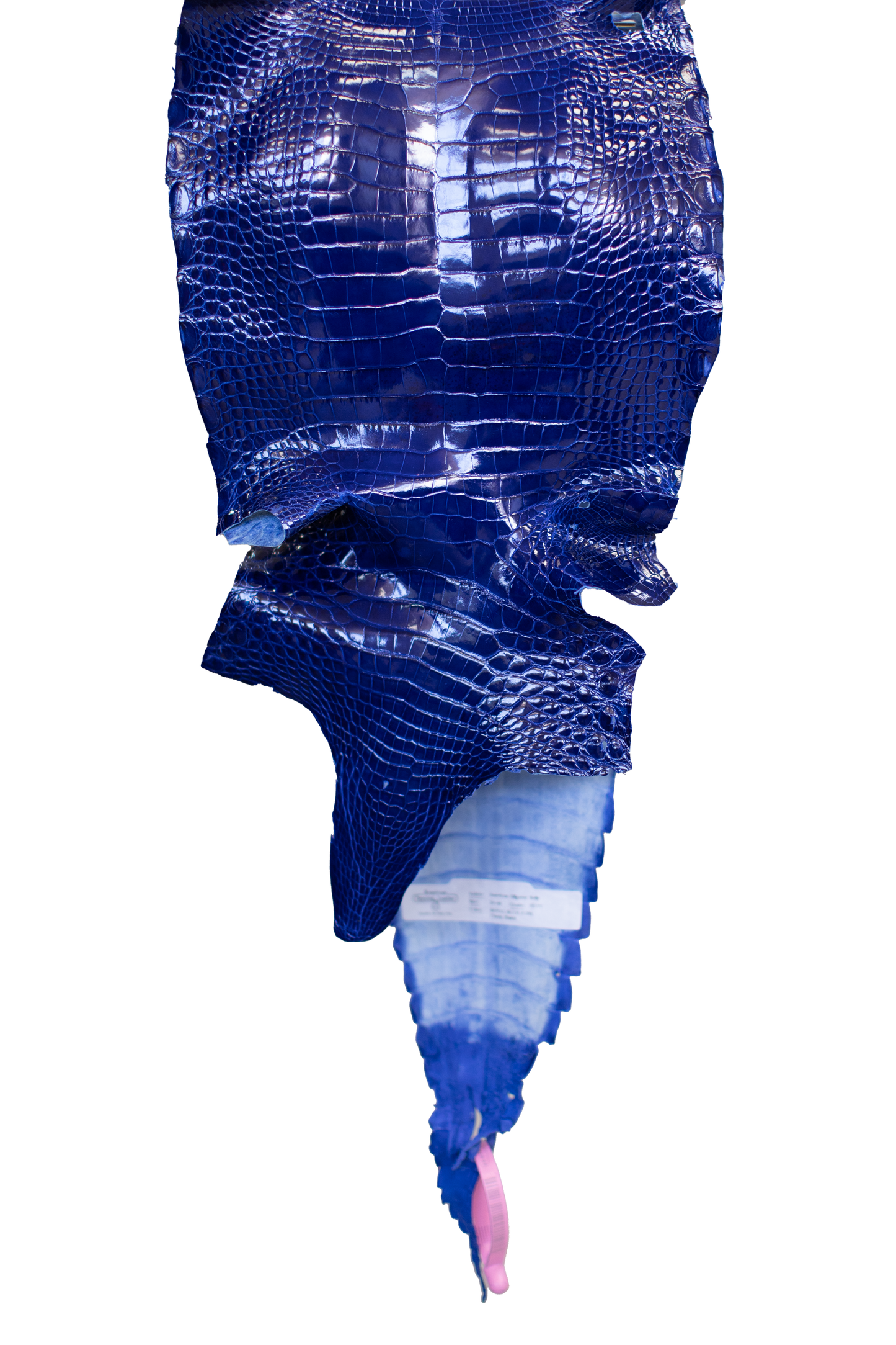 24 cm Grade 3/4 Royal Blue Glazed Farm Raised American Alligator Leather - Tag: FL21-0024544