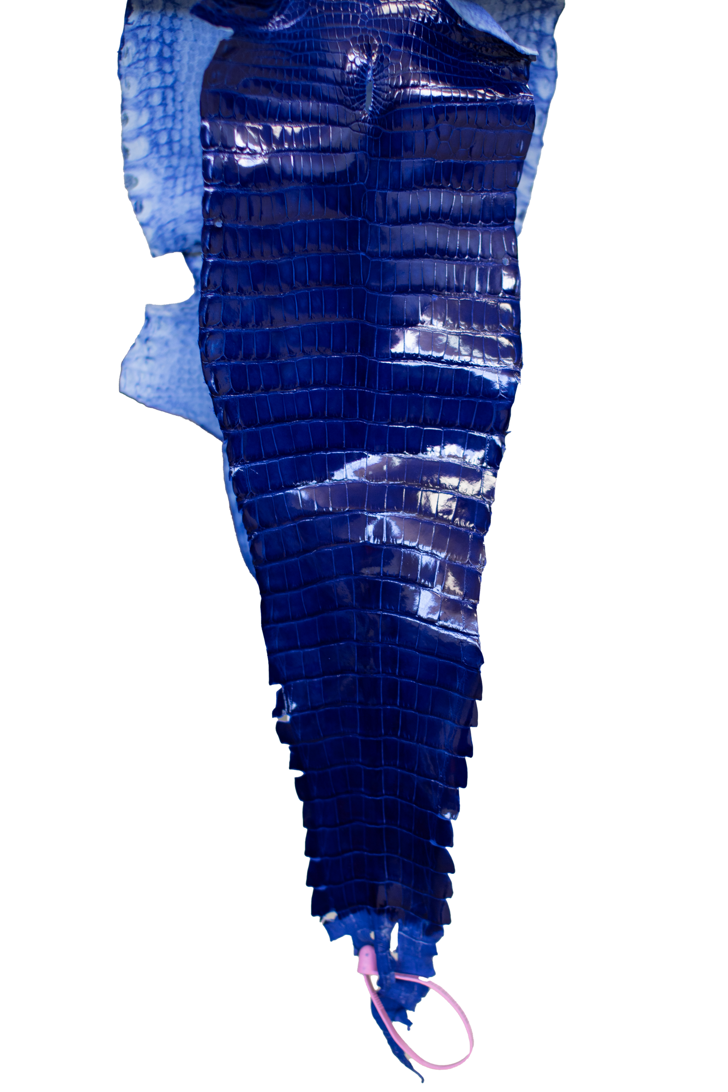 23 cm Grade 2/3 Royal Blue Glazed Farm Raised American Alligator Leather - Tag: FL21-0024550