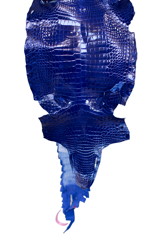23 cm Grade 2/3 Royal Blue Glazed Farm Raised American Alligator Leather - Tag: FL21-0024550