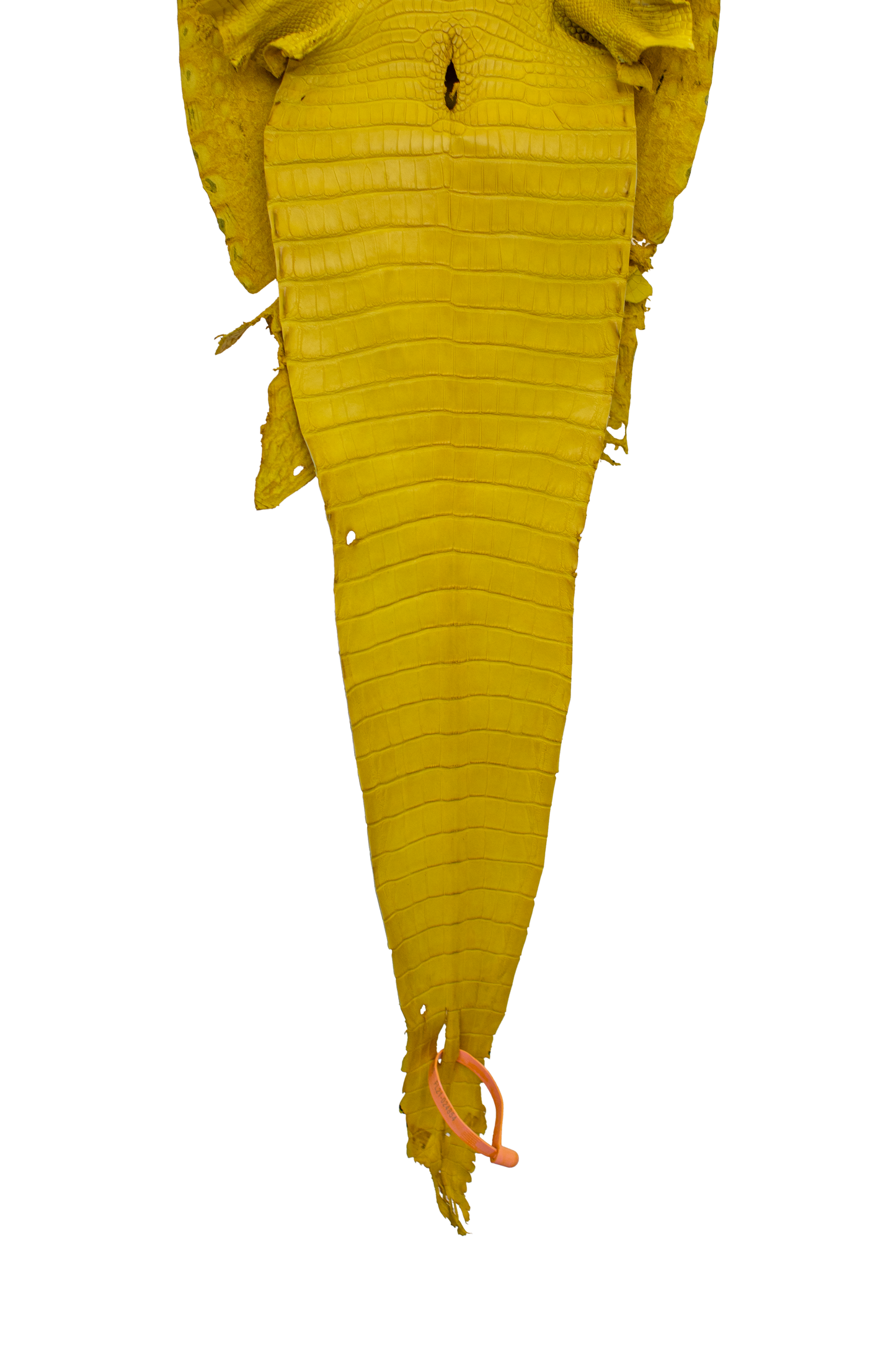 30 cm Grade 1/2 Canary Primavera Matte Farm American Alligator Leather - Tag: FL21-0024854