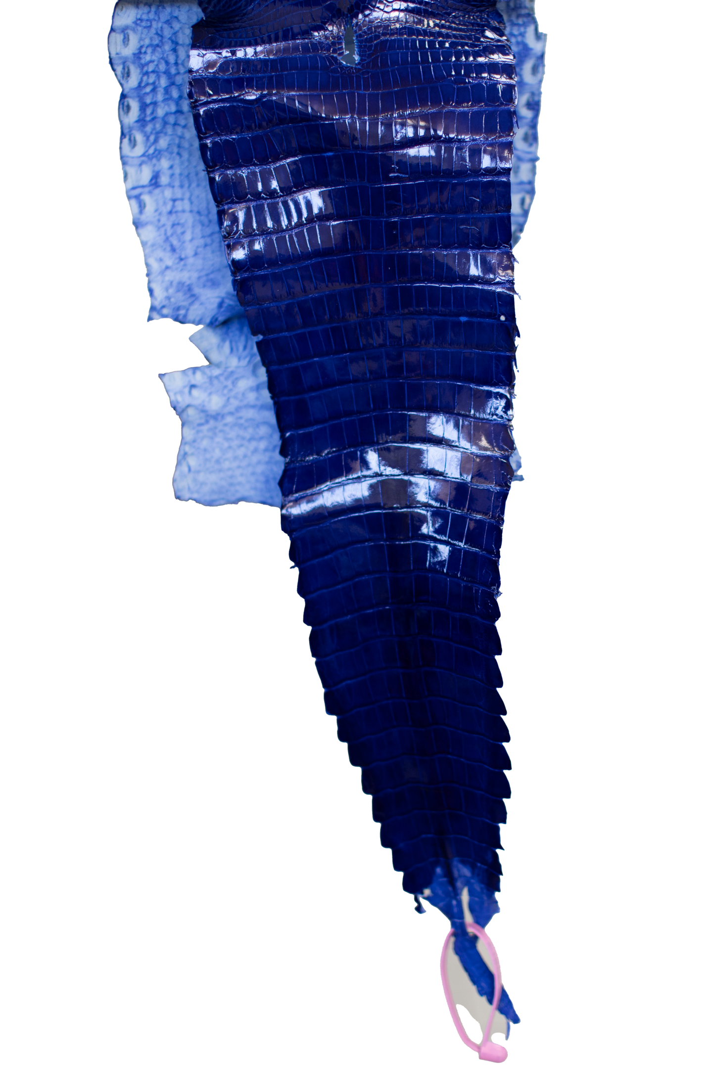 22 cm Grade 1/2 Royal Blue Glazed Farm Raised American Alligator Leather - Tag: FL21-0025021