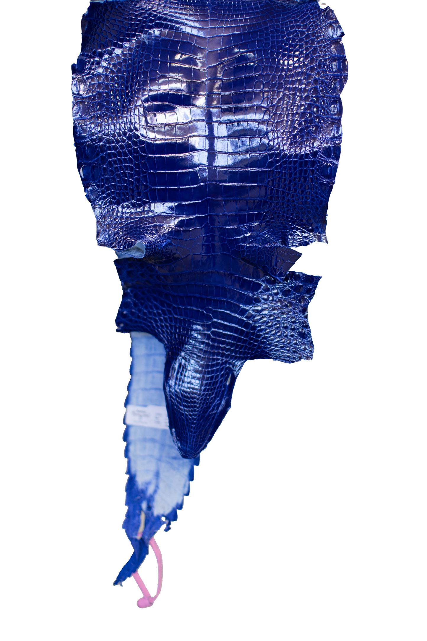 22 cm Grade 1/2 Royal Blue Glazed Farm Raised American Alligator Leather - Tag: FL21-0025021