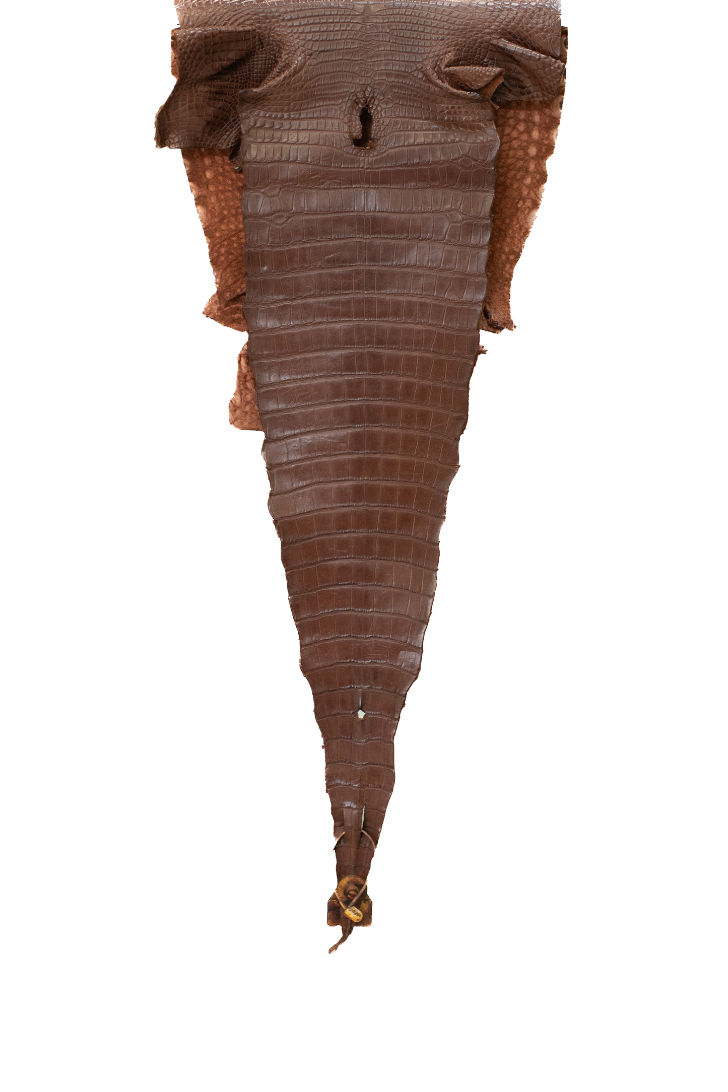 34 cm Grade 1 Rodeo Matte Farm Raised American Alligator Leather - Tag: FL16-0028320
