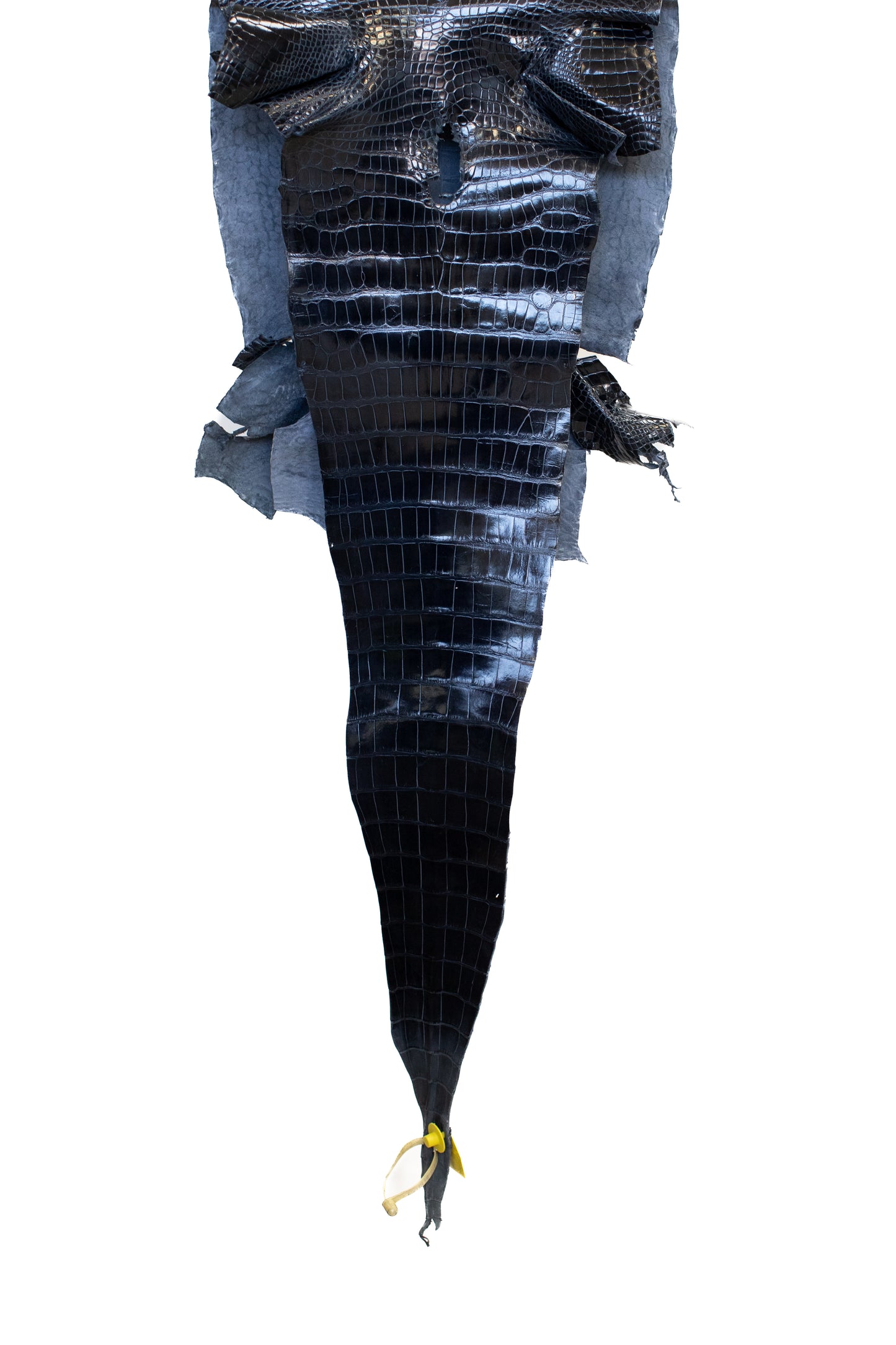 42 cm Grade 1/2 Navy Blue Glazed Wild American Alligator Leather - Tag: LA16-0030037