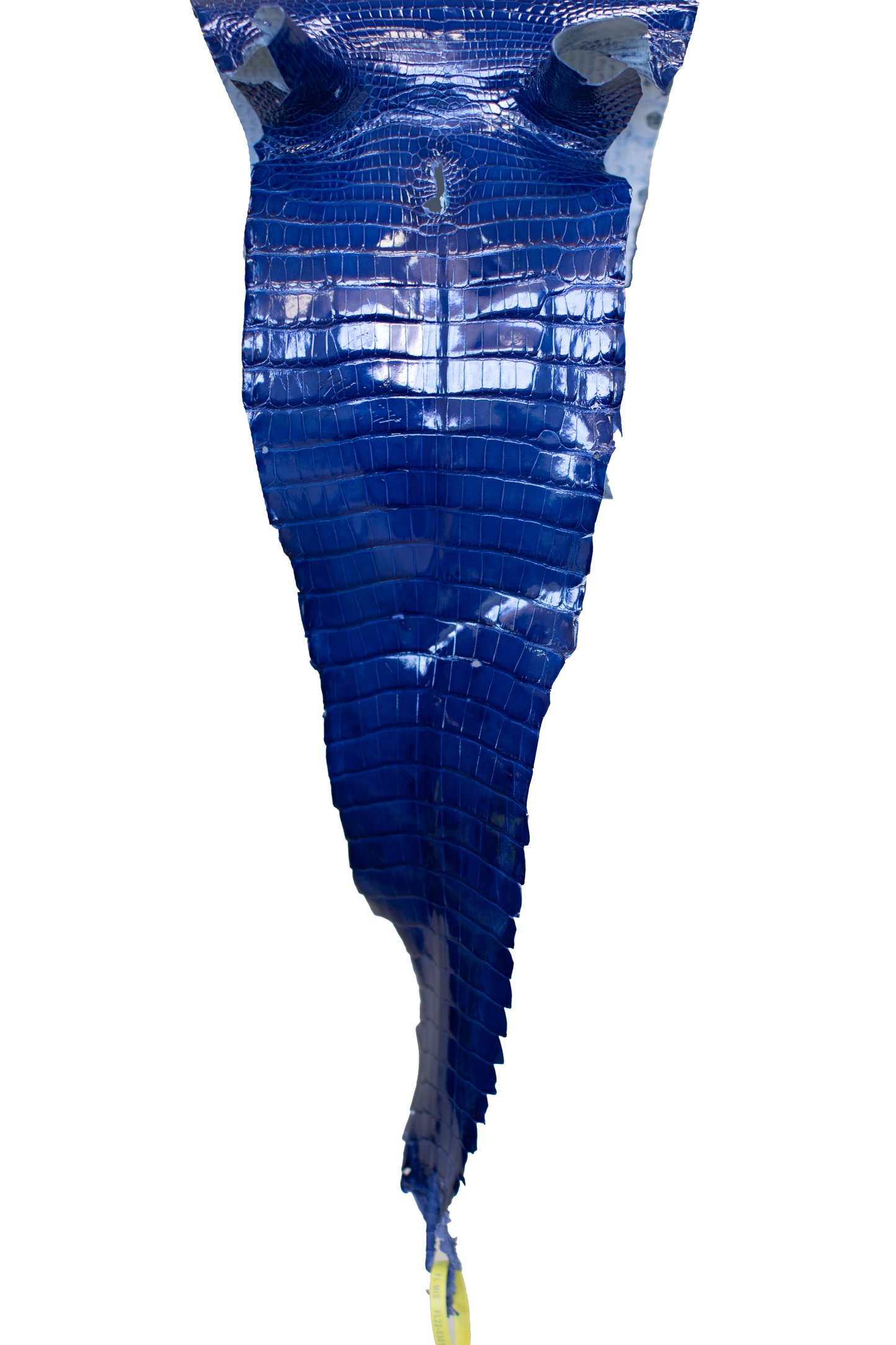 24 cm Grade 1/2 Royal Blue Glazed Farm Raised American Alligator Leather - Tag: FL22-0030103