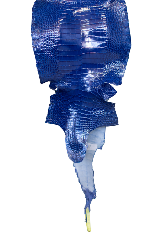 24 cm Grade 1/2 Royal Blue Glazed Farm Raised American Alligator Leather - Tag: FL22-0030103