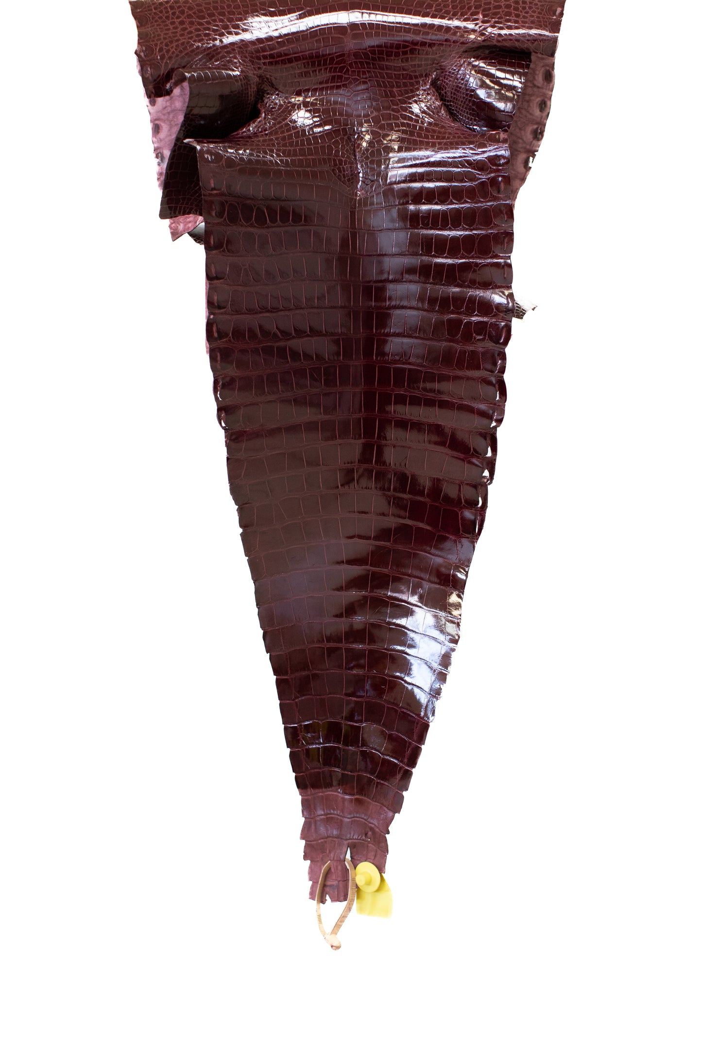 39 cm Grade 1/2 Burgundy Glazed Wild American Alligator Leather - Tag: LA16-0031892