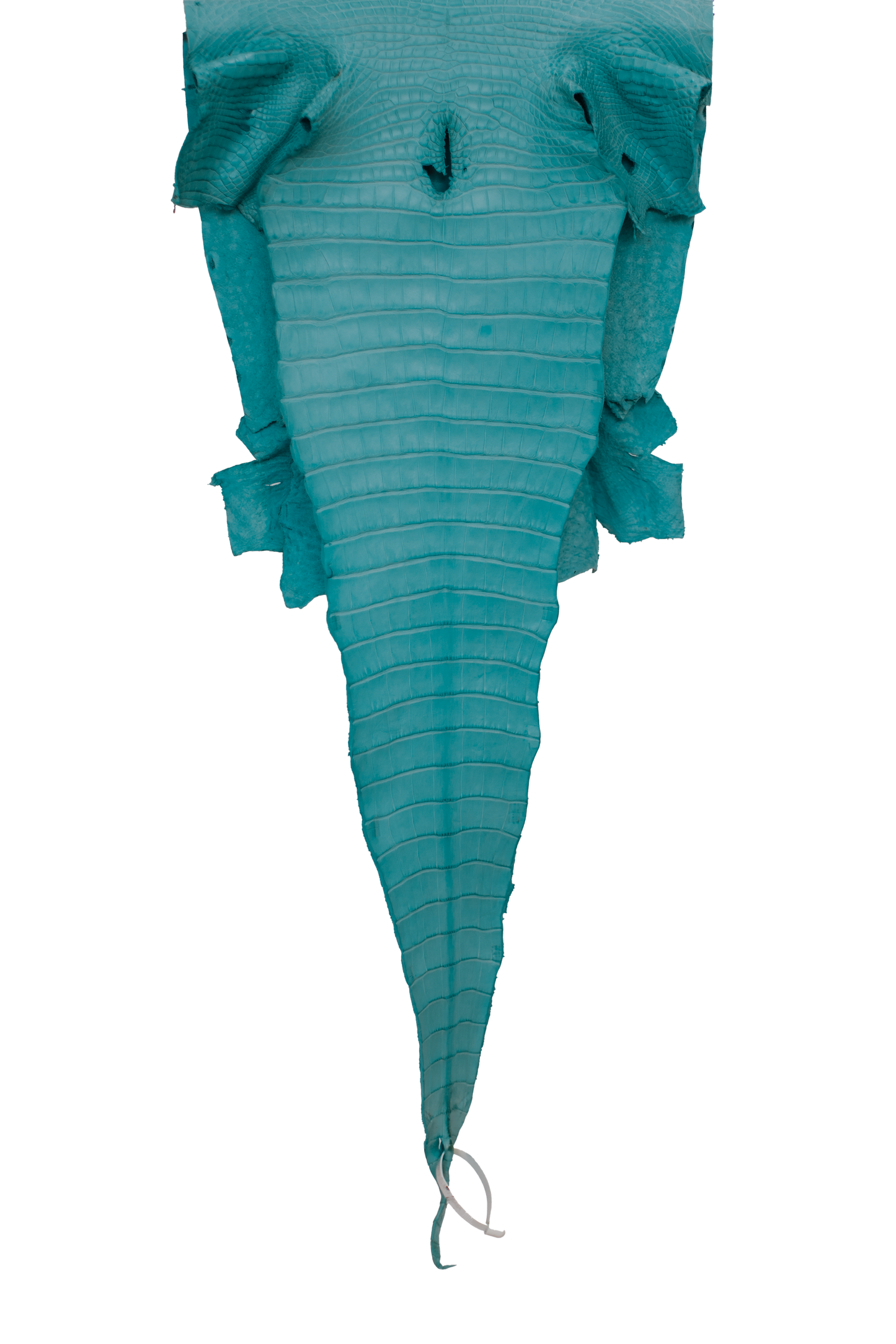 39 cm Grade 1/2 Aqua Matte Farm Raised American Alligator Leather - Tag: FL17-0036454