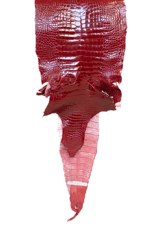 44 cm Grade 1/2 Red Glazed Wild American Alligator Leather - Tag: LA19-0037448