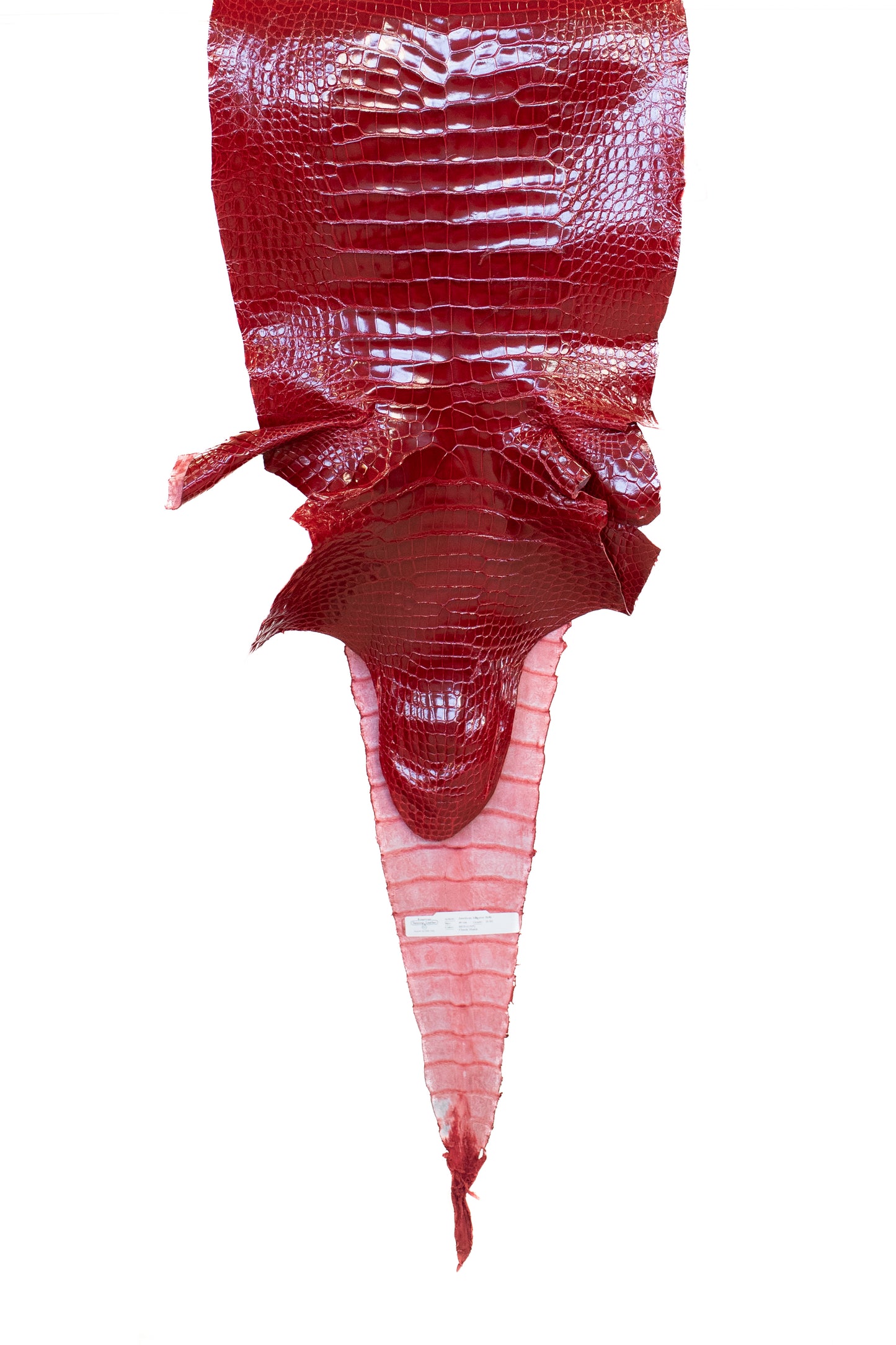 40 cm Grade 2/3 Red Glazed Wild American Alligator Leather - Tag: LA17-0038283
