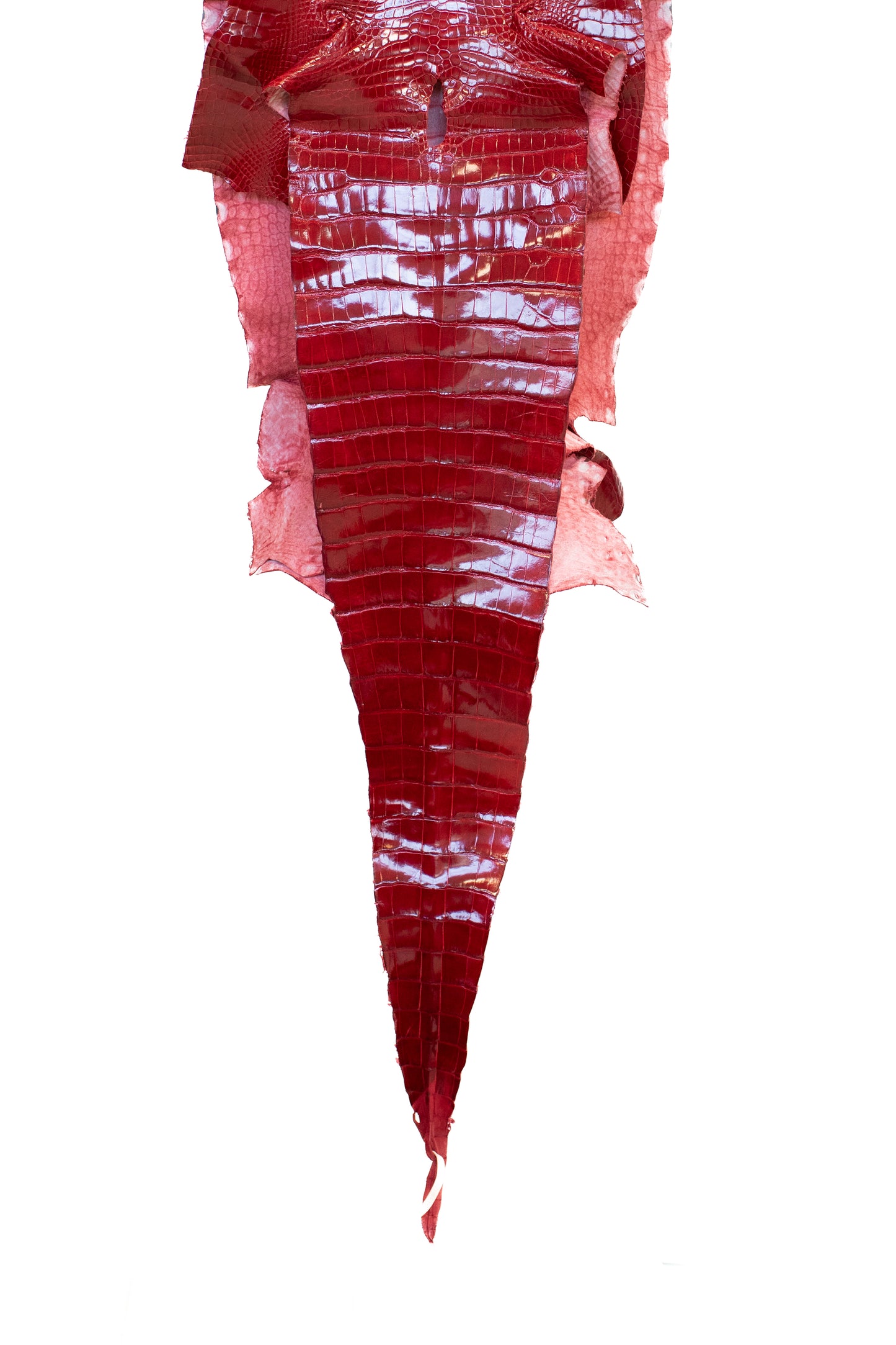 40 cm Grade 2/3 Red Glazed Wild American Alligator Leather - Tag: LA17-0038283