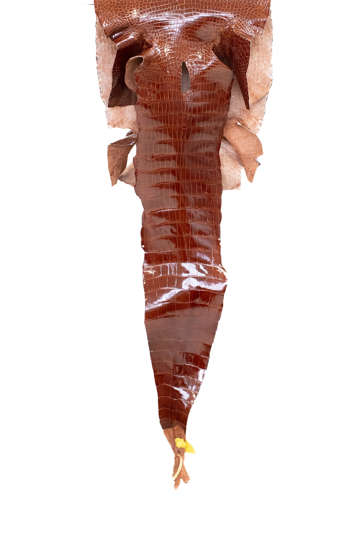 41 cm Grade 2/3 MS Gold Glazed Wild American Alligator Leather - Tag: LA16-0038601