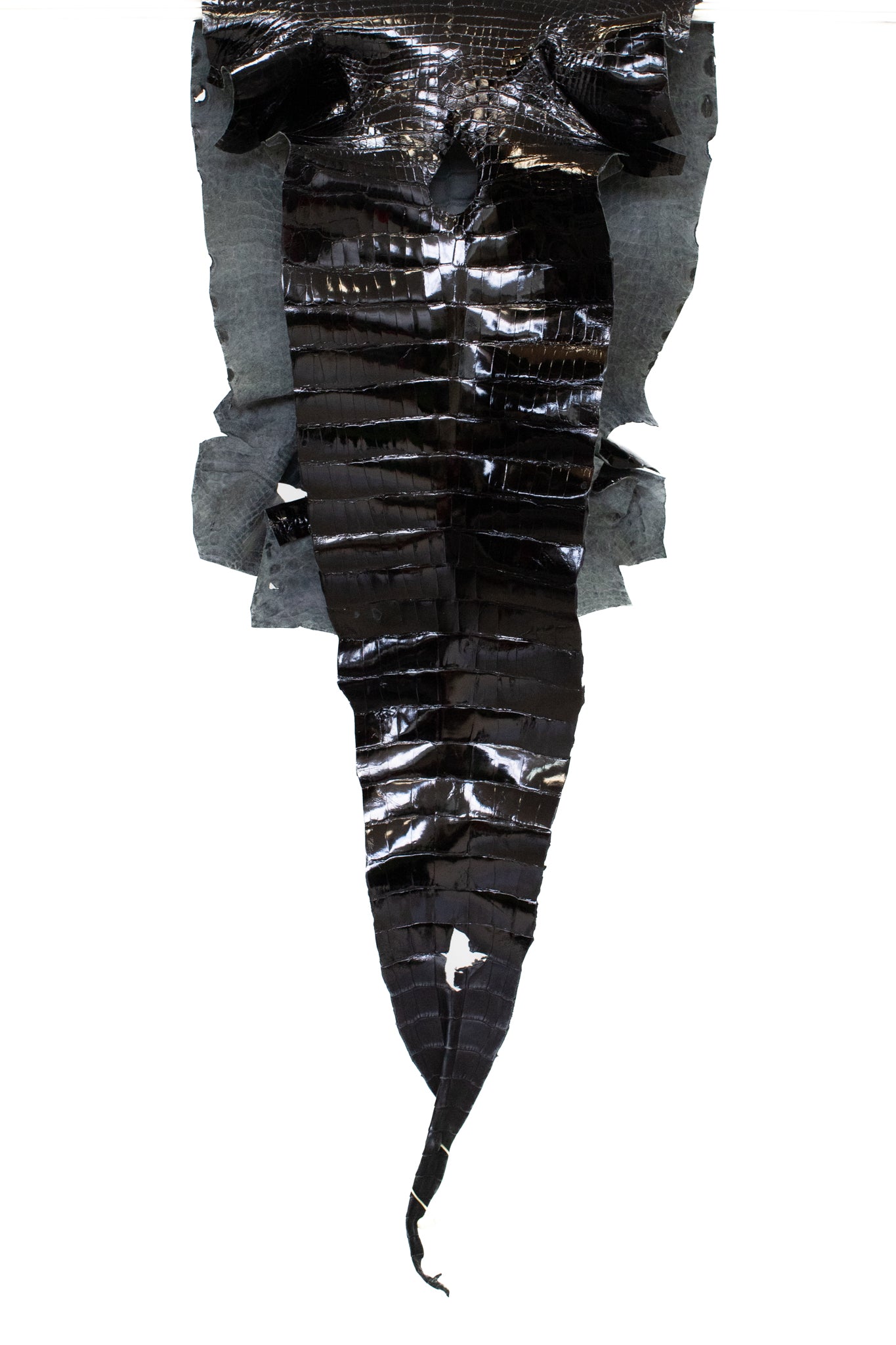 44 cm Grade 1/2 Black Glazed Wild American Alligator Leather - Tag: LA13-0043275