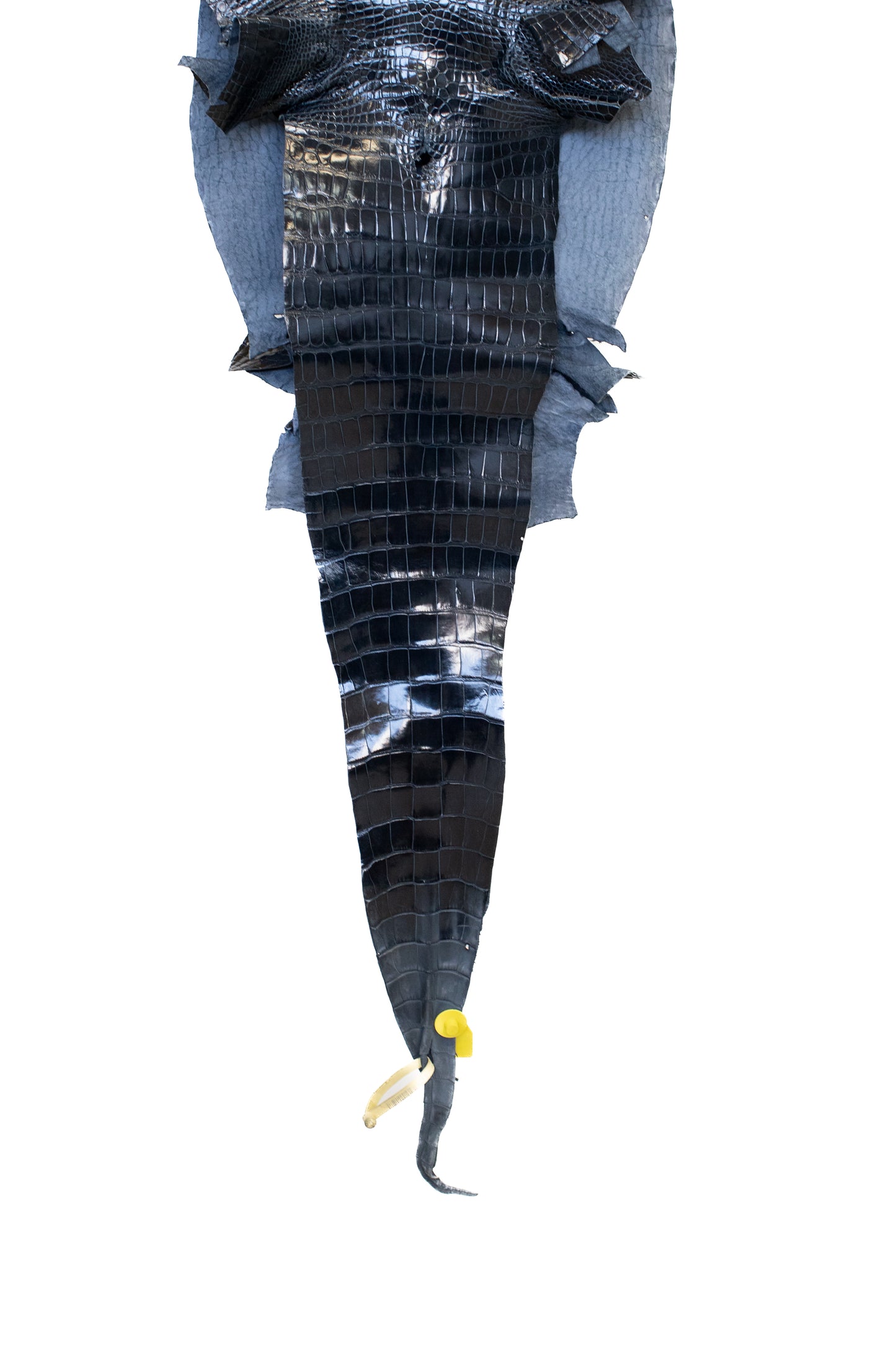 42 cm Grade 1/2 Navy Blue Glazed Wild American Alligator Leather - Tag: LA16-0051022