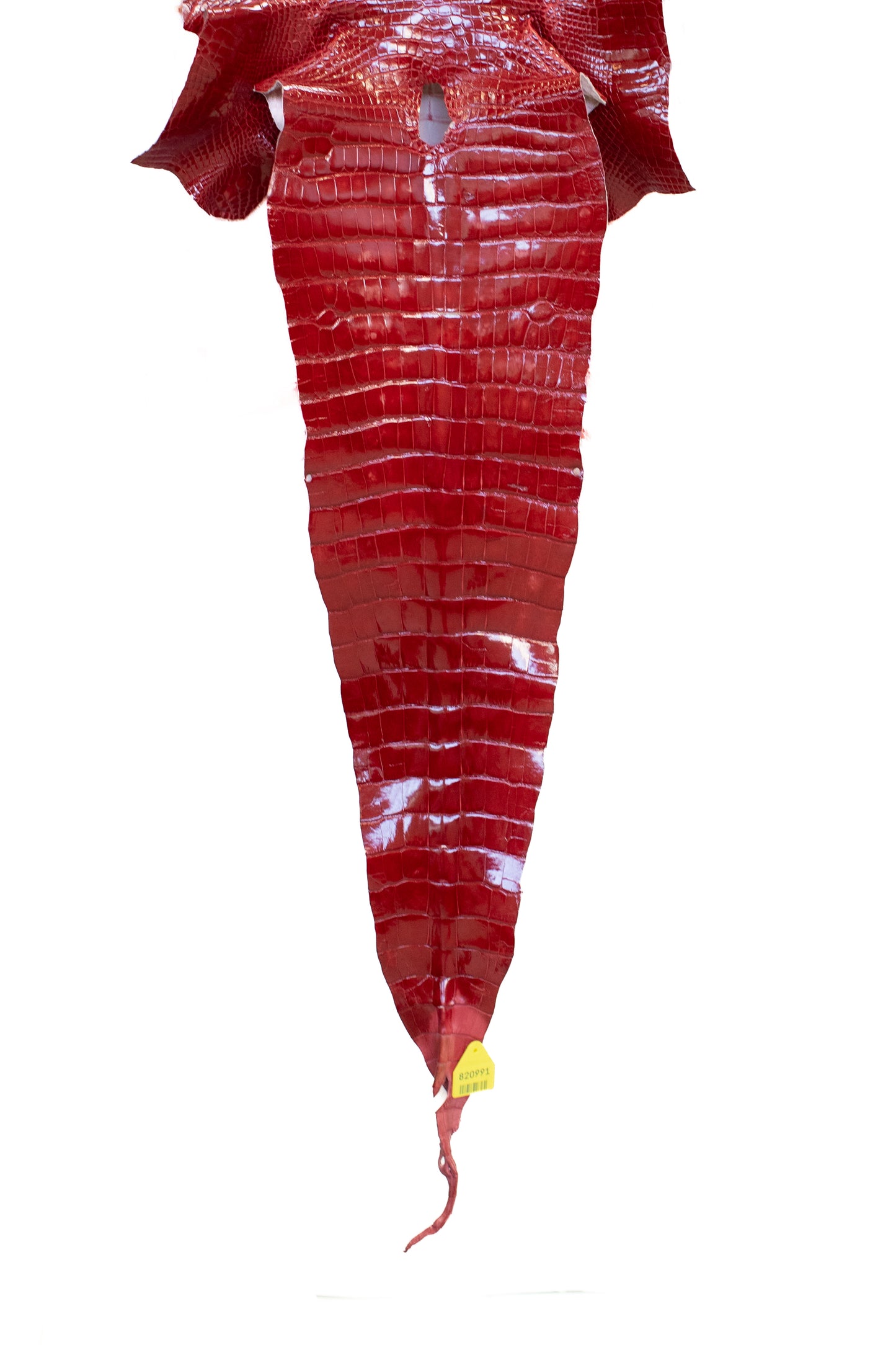42 cm Grade 1/2 Red Glazed Wild American Alligator Leather - Tag: LA14-0052225