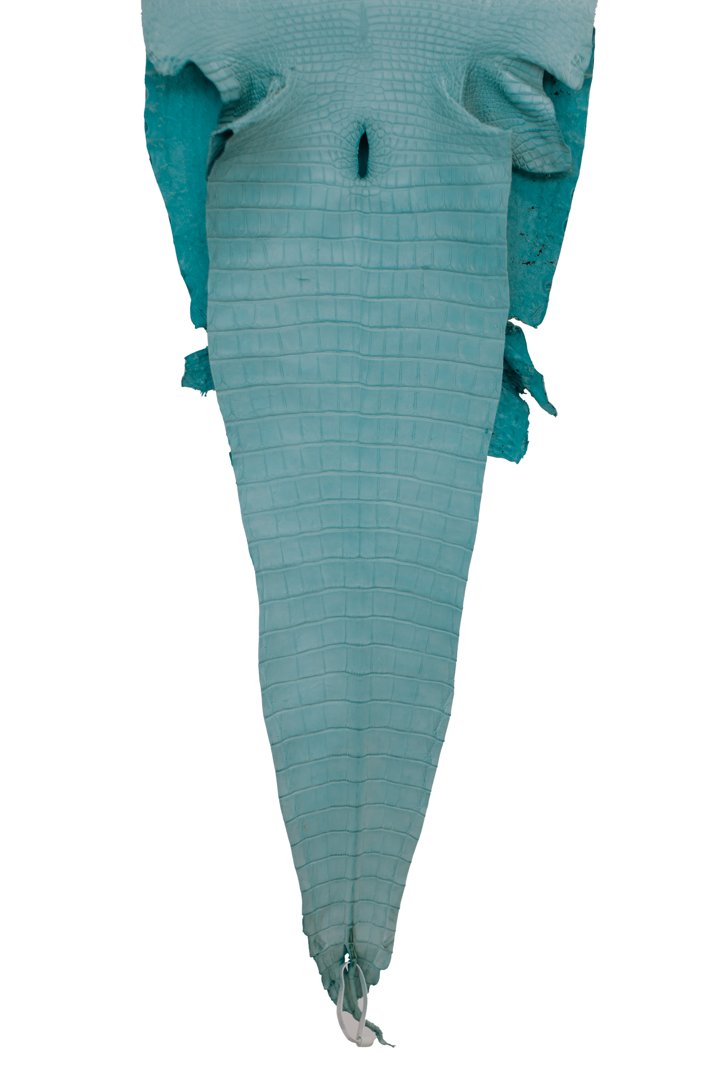 41 cm Grade 2/3 Aqua Matte Farm Raised American Alligator Leather - Tag: FL17-0052697