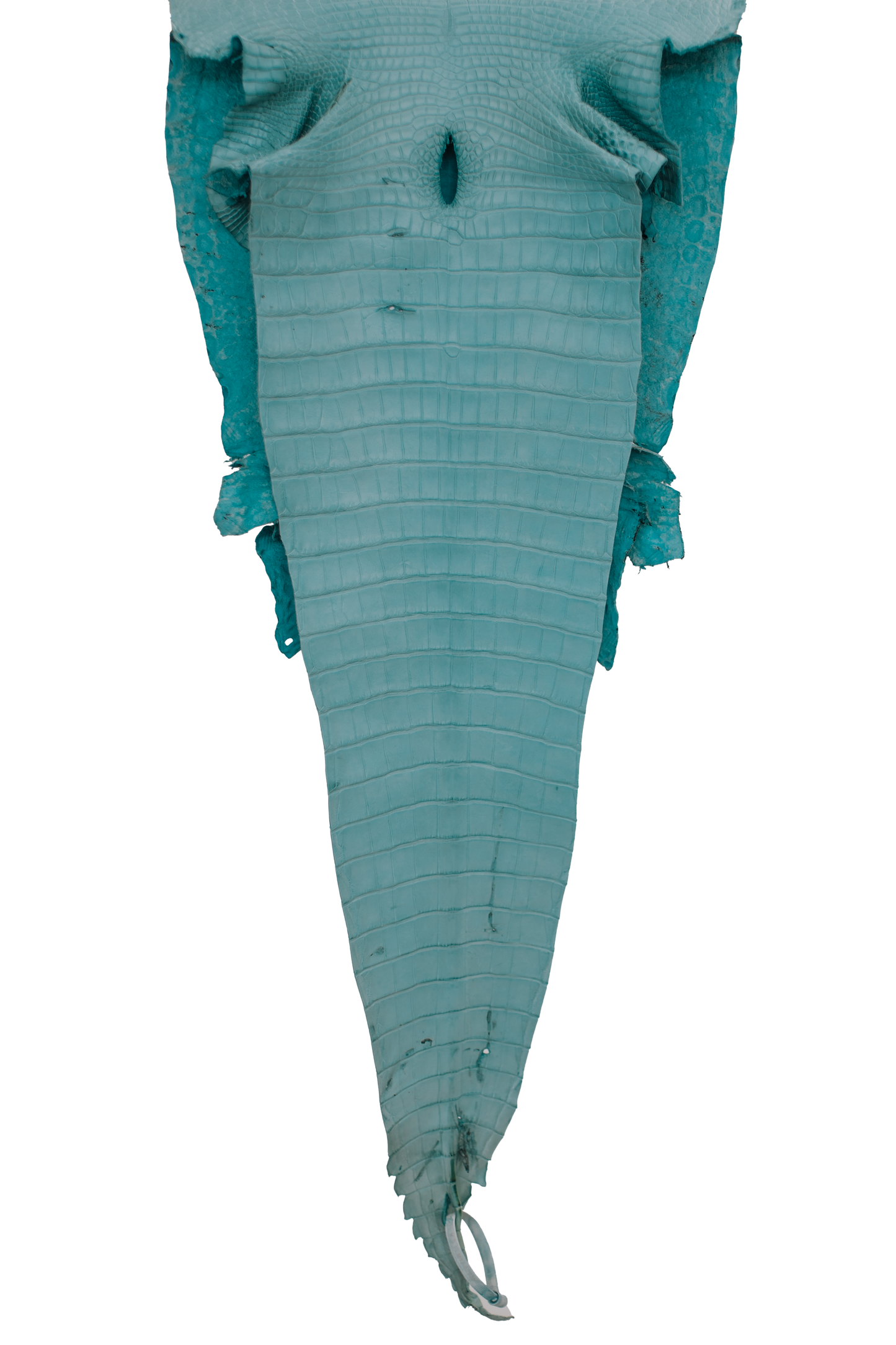 40 cm Grade 2/3 Aqua Matte Farm Raised American Alligator Leather - Tag: FL17-0052935
