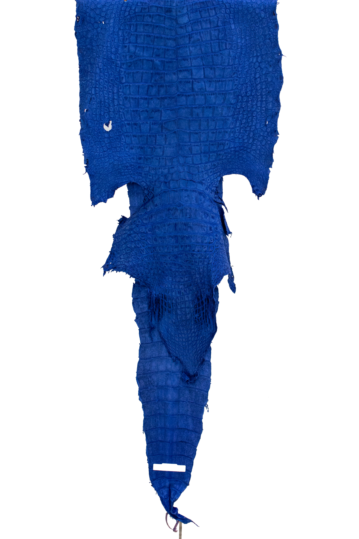 63 cm Grade 3/4 Navy Blue Nubuck Wild American Alligator Leather - Tag: FL21-0080619