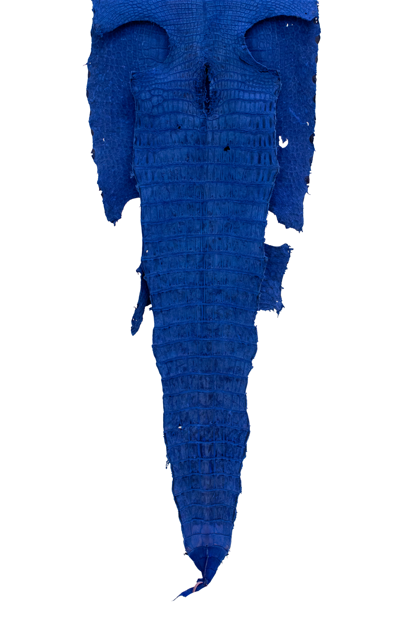 63 cm Grade 3/4 Navy Blue Nubuck Wild American Alligator Leather - Tag: FL21-0080619