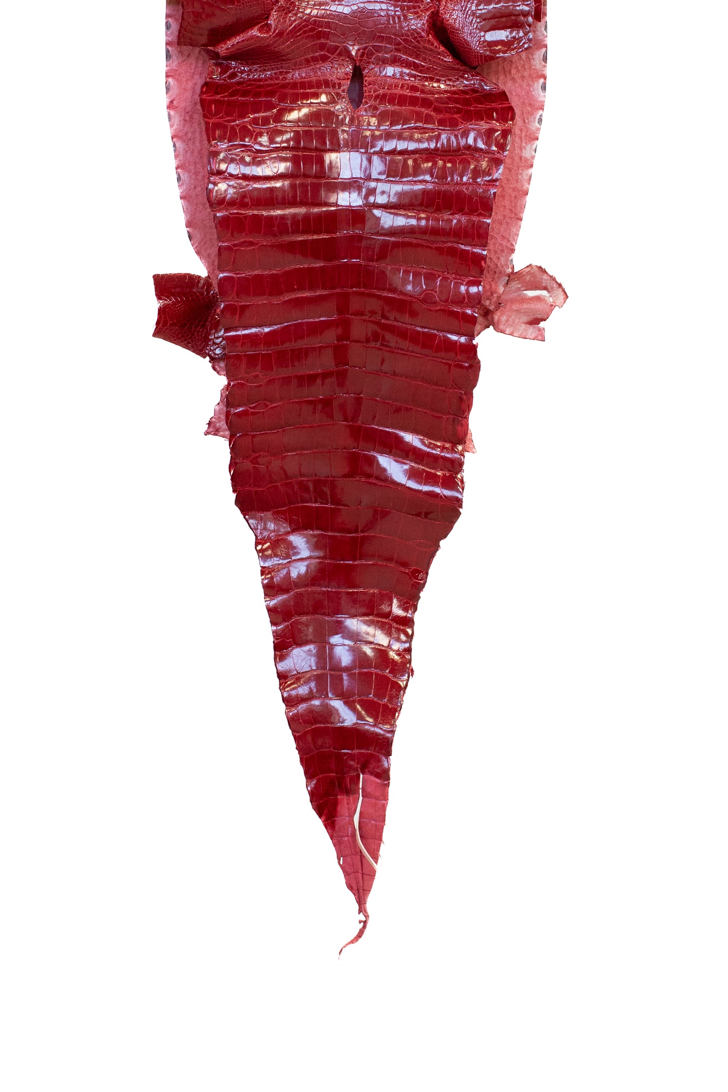 31 cm Grade 1/2 Red Glazed Farm American Alligator Leather - Tag: LA17-0274611