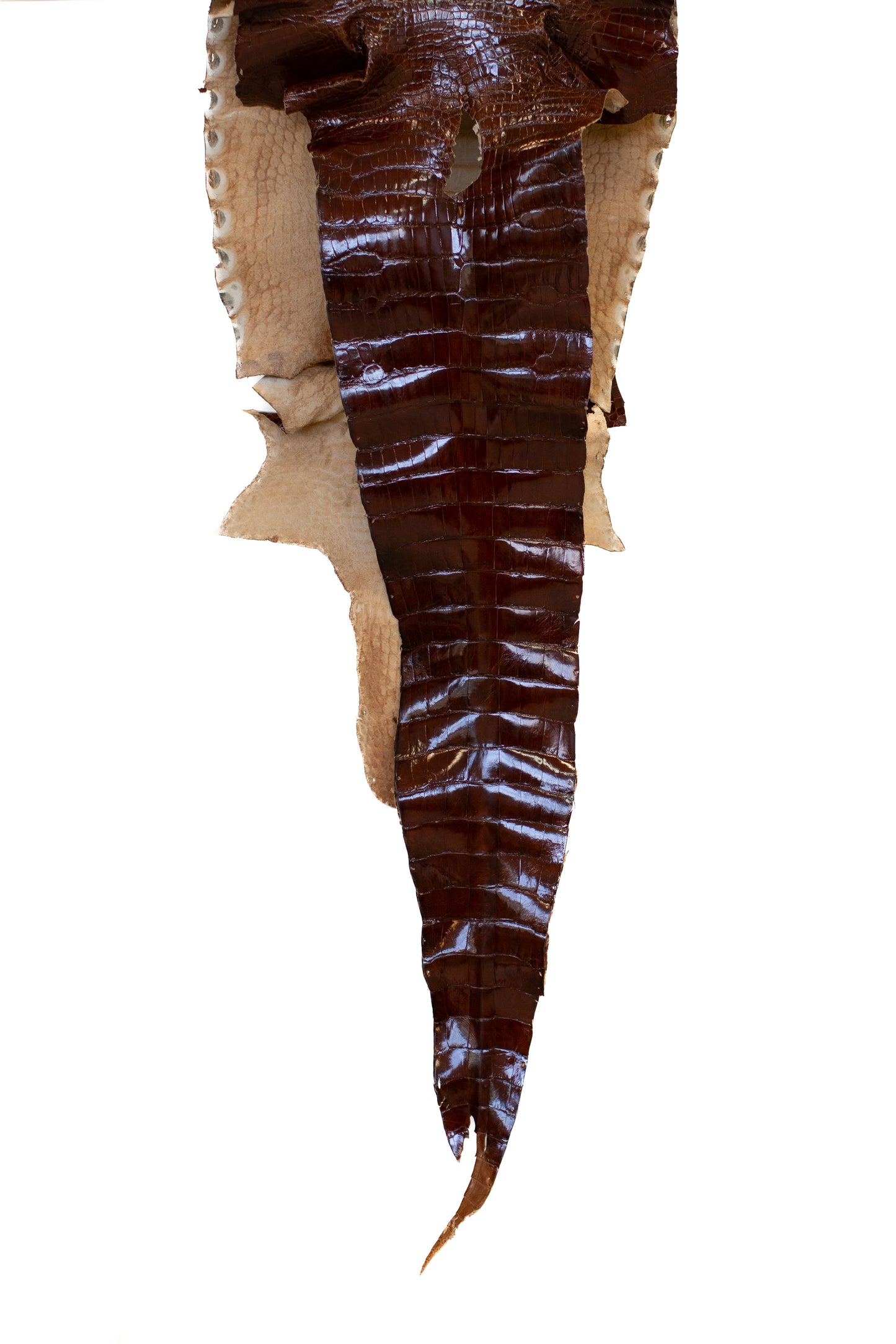 38 cm Grade 3/4 Bourbon Glazed Farm Raised American Alligator Leather - Tag: LA07-0538328