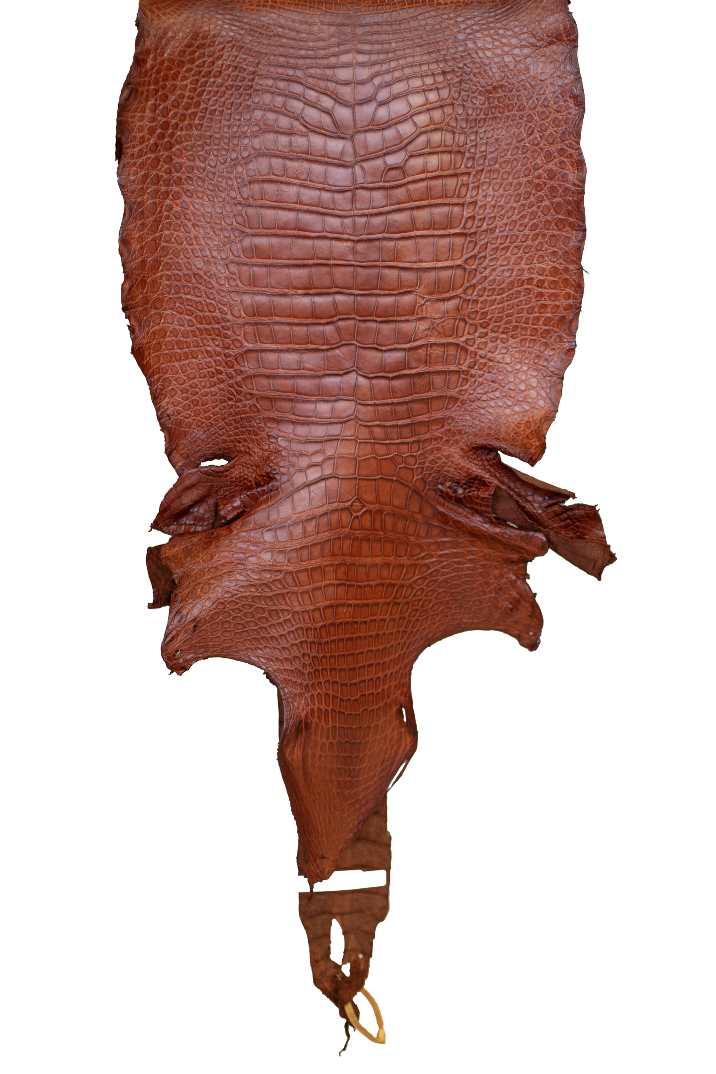 47 cm Grade 3/4 MS Cognac Matte Wild American Alligator Leather - Tag: LA23-0014925