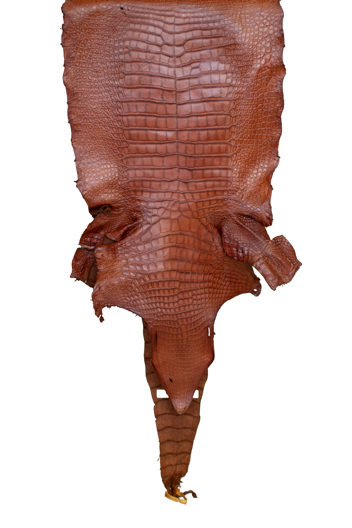 49 cm Grade 2/3 MS Cognac Matte Wild American Alligator Leather - Tag: LA23-0015048