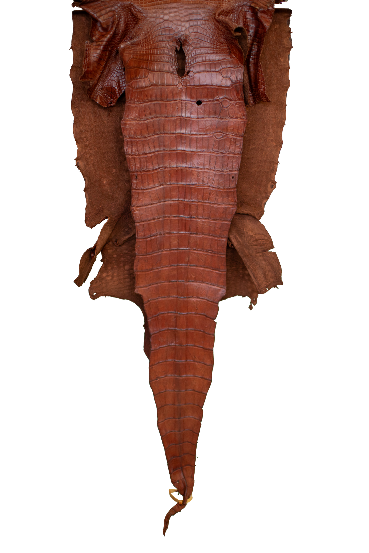 49 cm Grade 2/3 MS Cognac Matte Wild American Alligator Leather - Tag: LA23-0015048