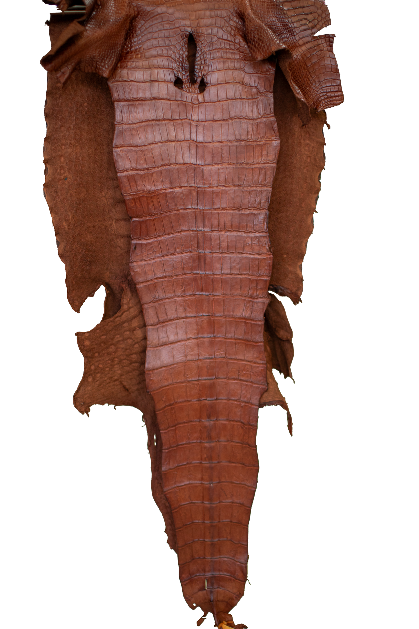 49 cm Grade 4/5 MS Cognac Matte Wild American Alligator Leather - Tag: LA23-0152076