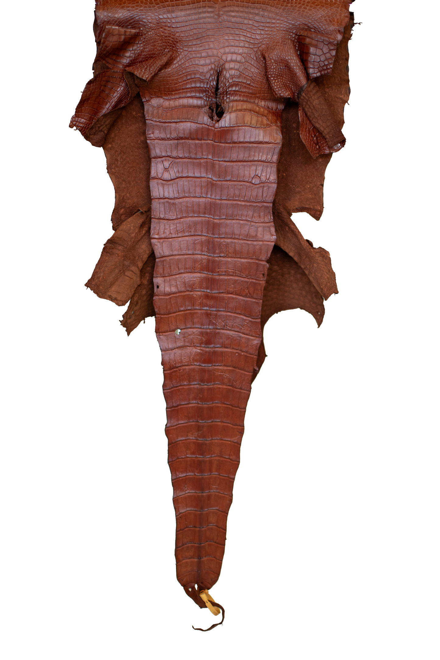 48 cm Grade 3/4 MS Cognac Matte Wild American Alligator Leather - Tag: LA23-0003285
