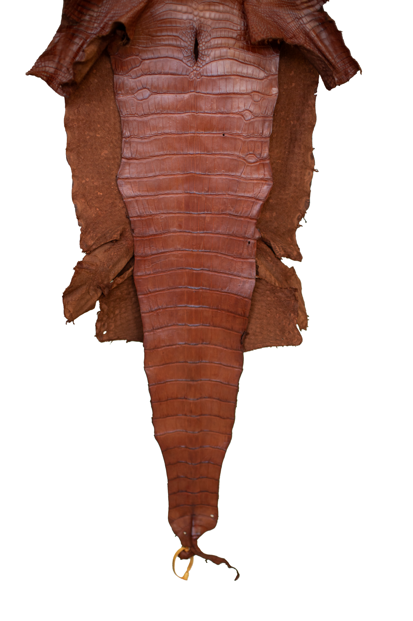 48 cm Grade 2/3 MS Cognac Matte Wild American Alligator Leather - Tag: LA23-0038944