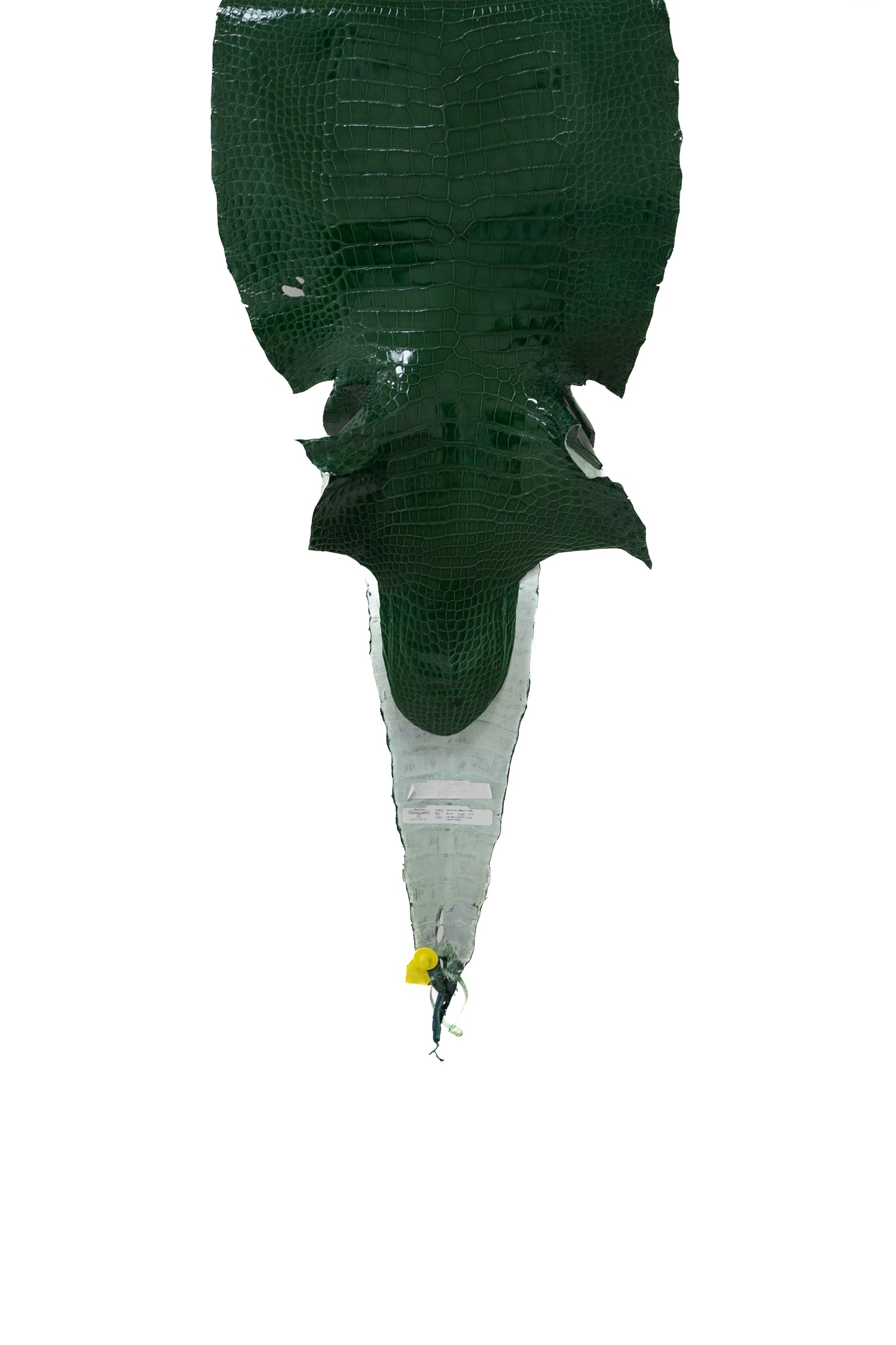 48 cm Grade 3/4 Grass Green Glazed Wild American Alligator Leather - Tag: LA14-0041021