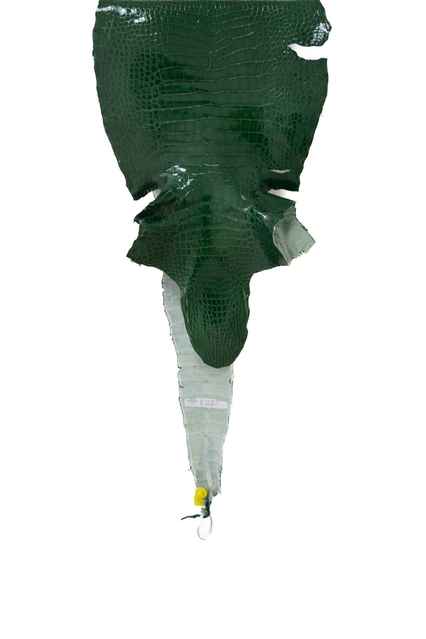 49 cm Grade 3/4 Grass Green Glazed Wild American Alligator Leather - Tag: LA14-0014048