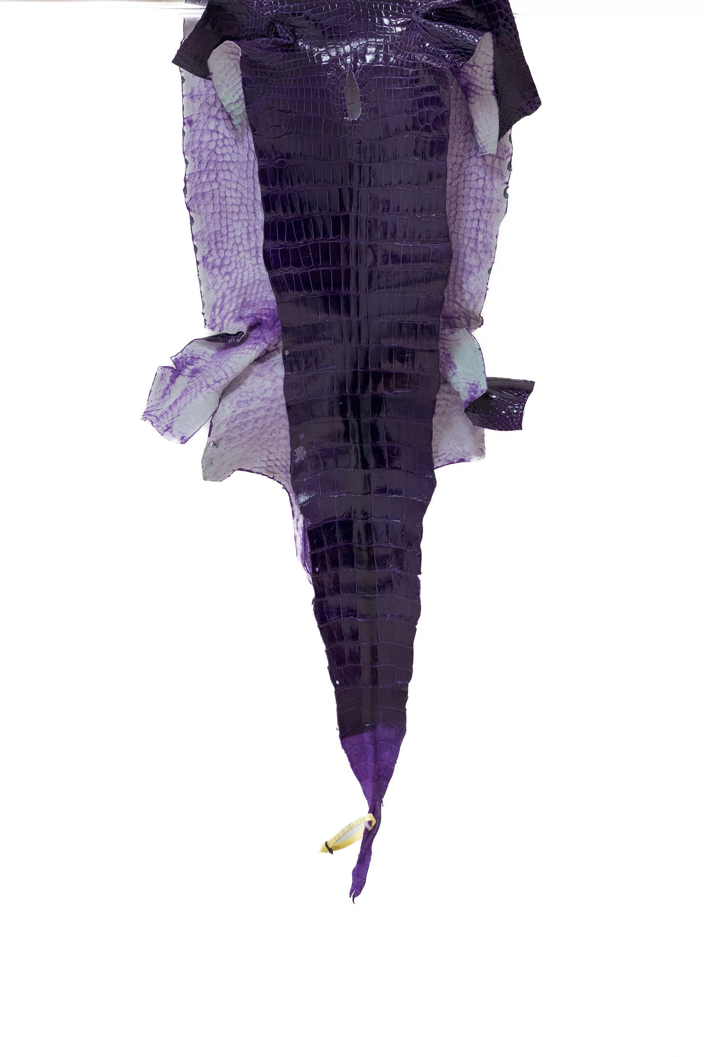 40 cm Grade 2/3 Amethyst Glazed Wild American Alligator Leather - Tag: LA19-0016469
