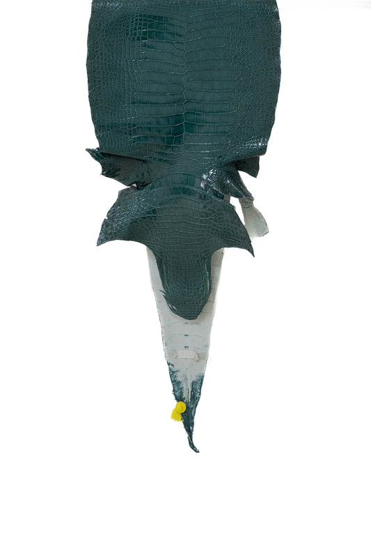 47 cm Grade 3/4 Nile Glazed Wild American Alligator Leather - Tag: LA14-0032038