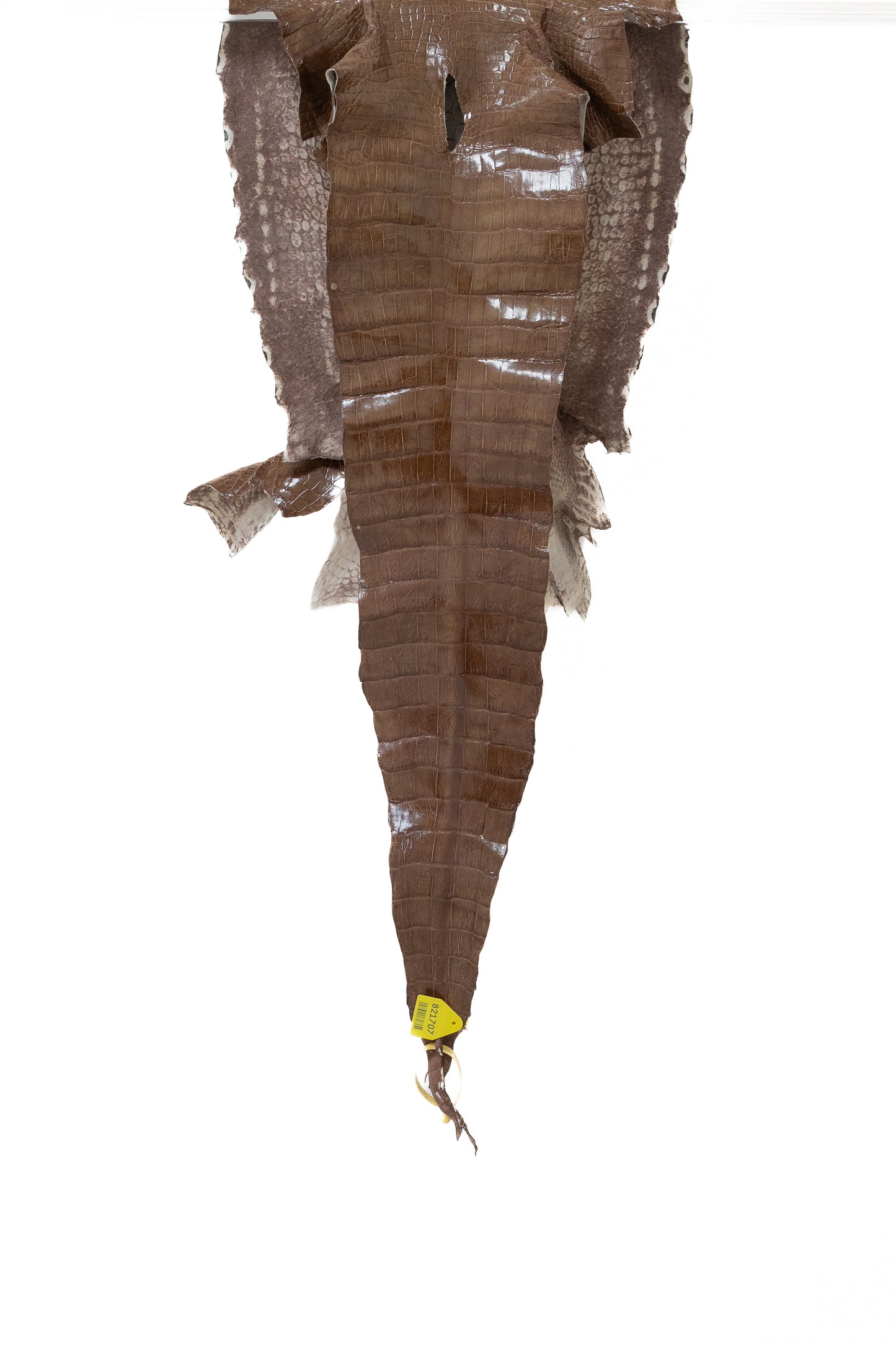 45 cm Grade 4/5 Rosewood Glazed Wild American Alligator Leather - Tag: LA13-0031251