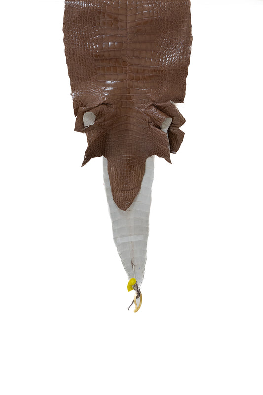 44 cm Grade 3/4 Rosewood Glazed Wild American Alligator Leather - Tag: LA13-0029040