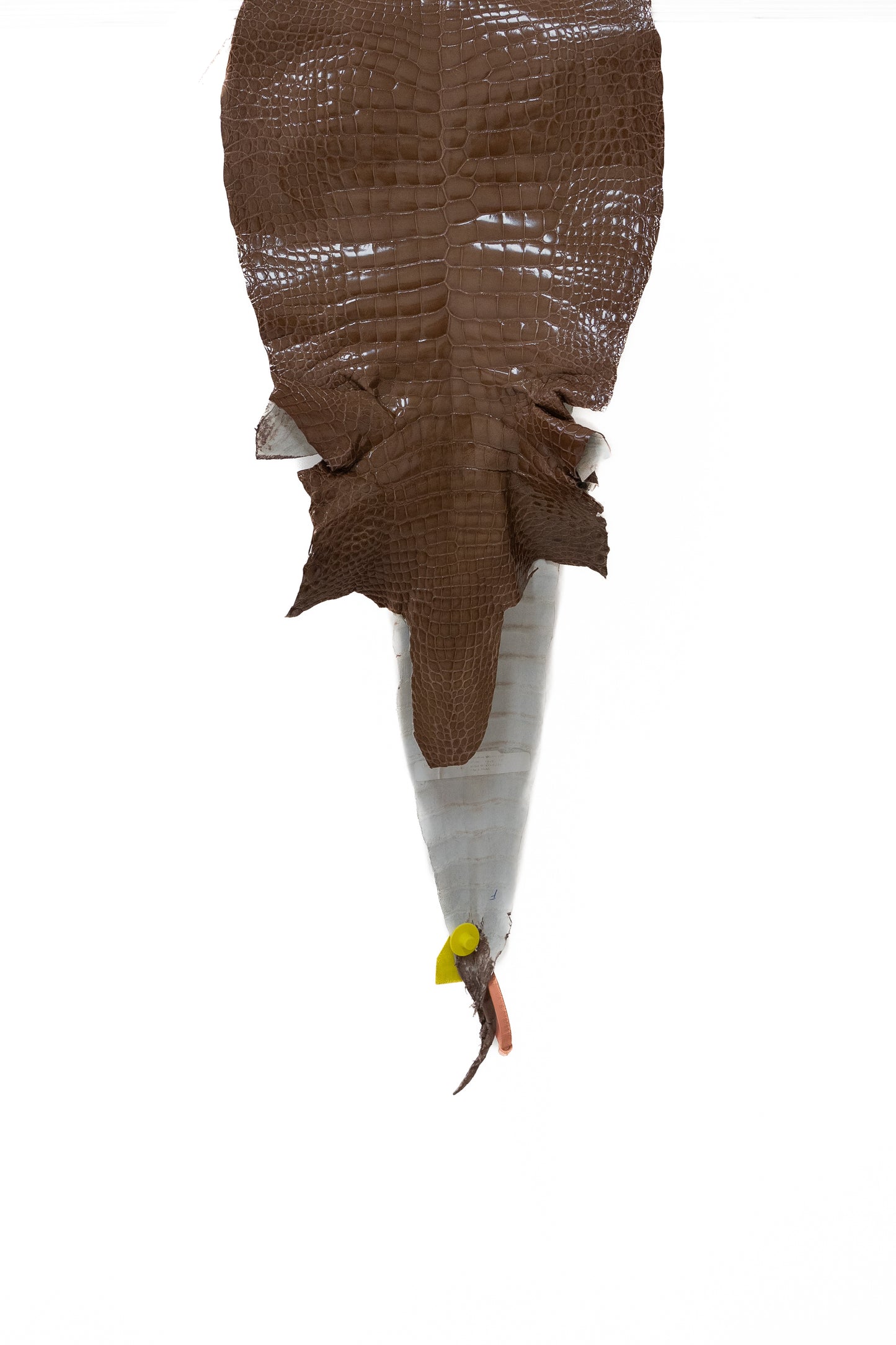 35 cm Grade 1/2 Rosewood Glazed Wild American Alligator Leather - Tag: LA15-0018089